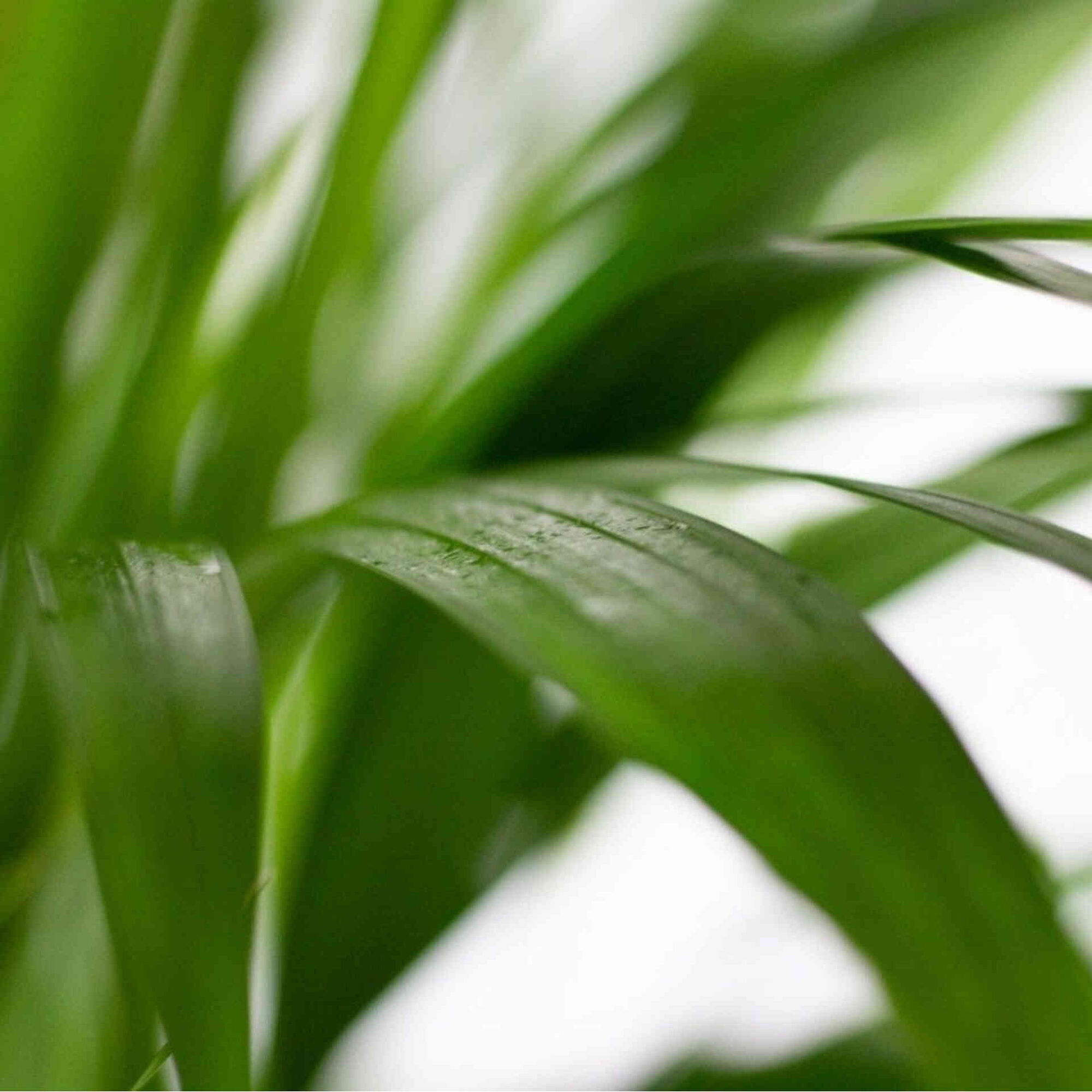 Planta Natural Palmeira Areca 50-60cm V17