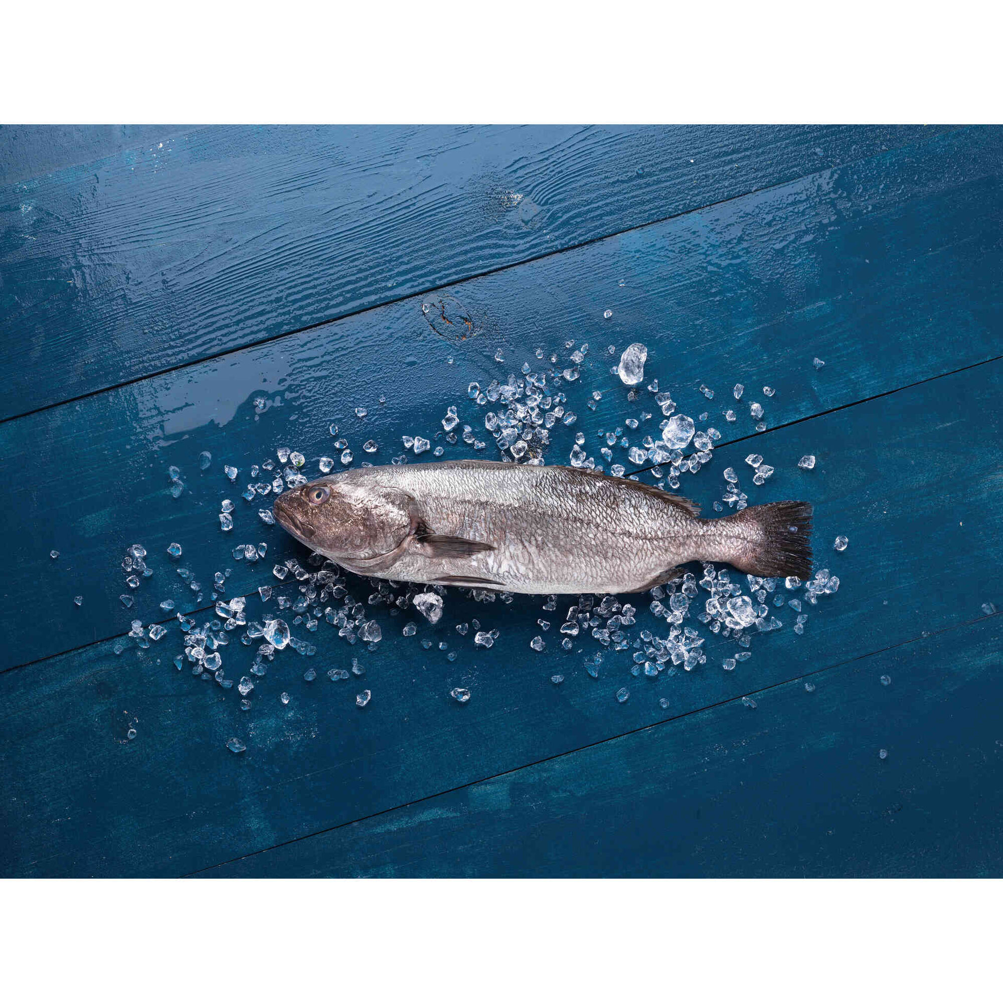 Corvina Selvagem M&eacute;dia Fresca