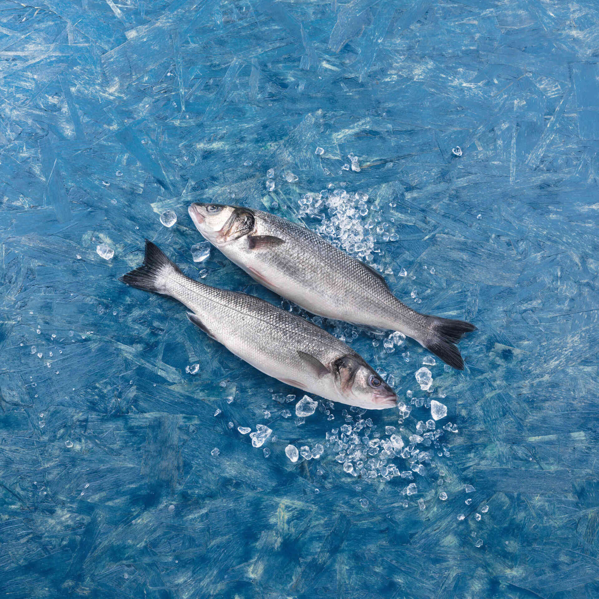 Robalo Médio Fresco Biológico Robalo Médio Fresco Biológico