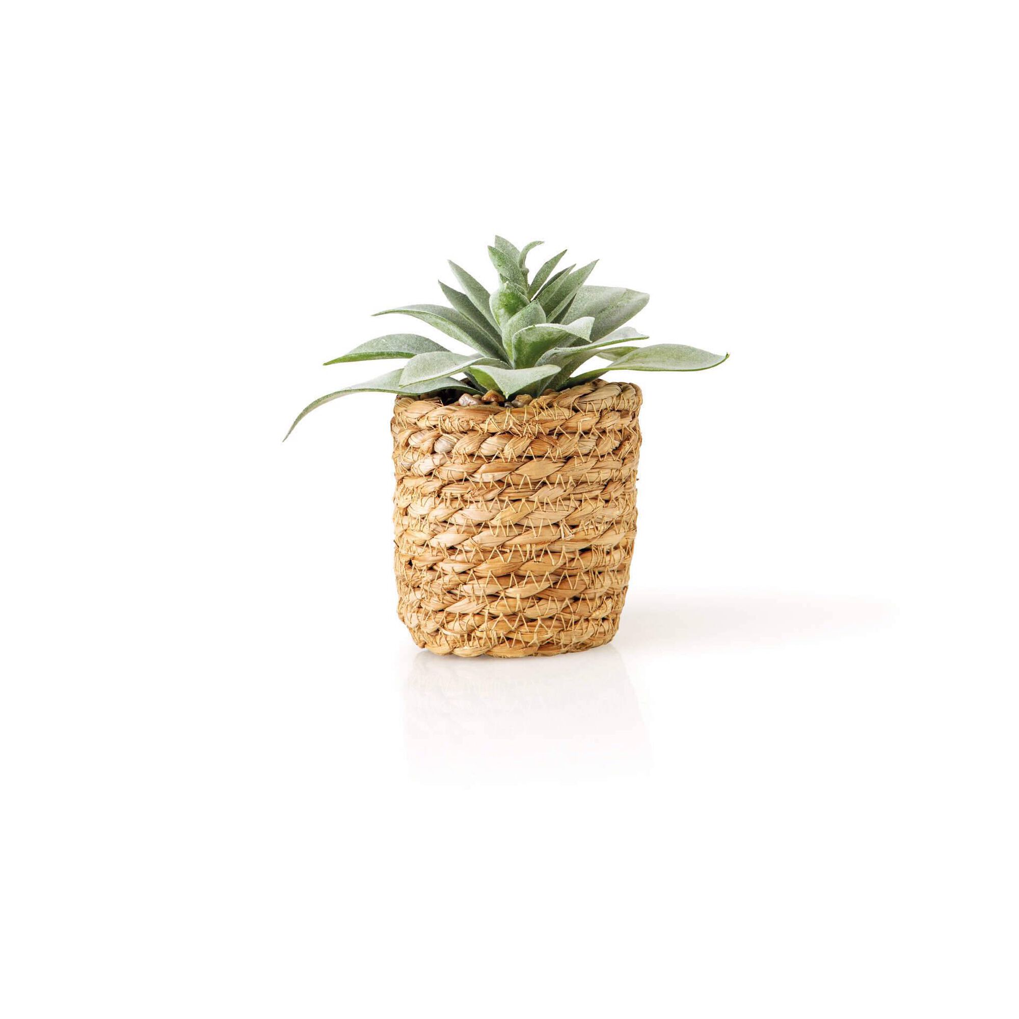 Planta Artificial Suculenta com Vaso Seagrass
