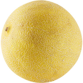 Meloa Galia Biol&oacute;gica