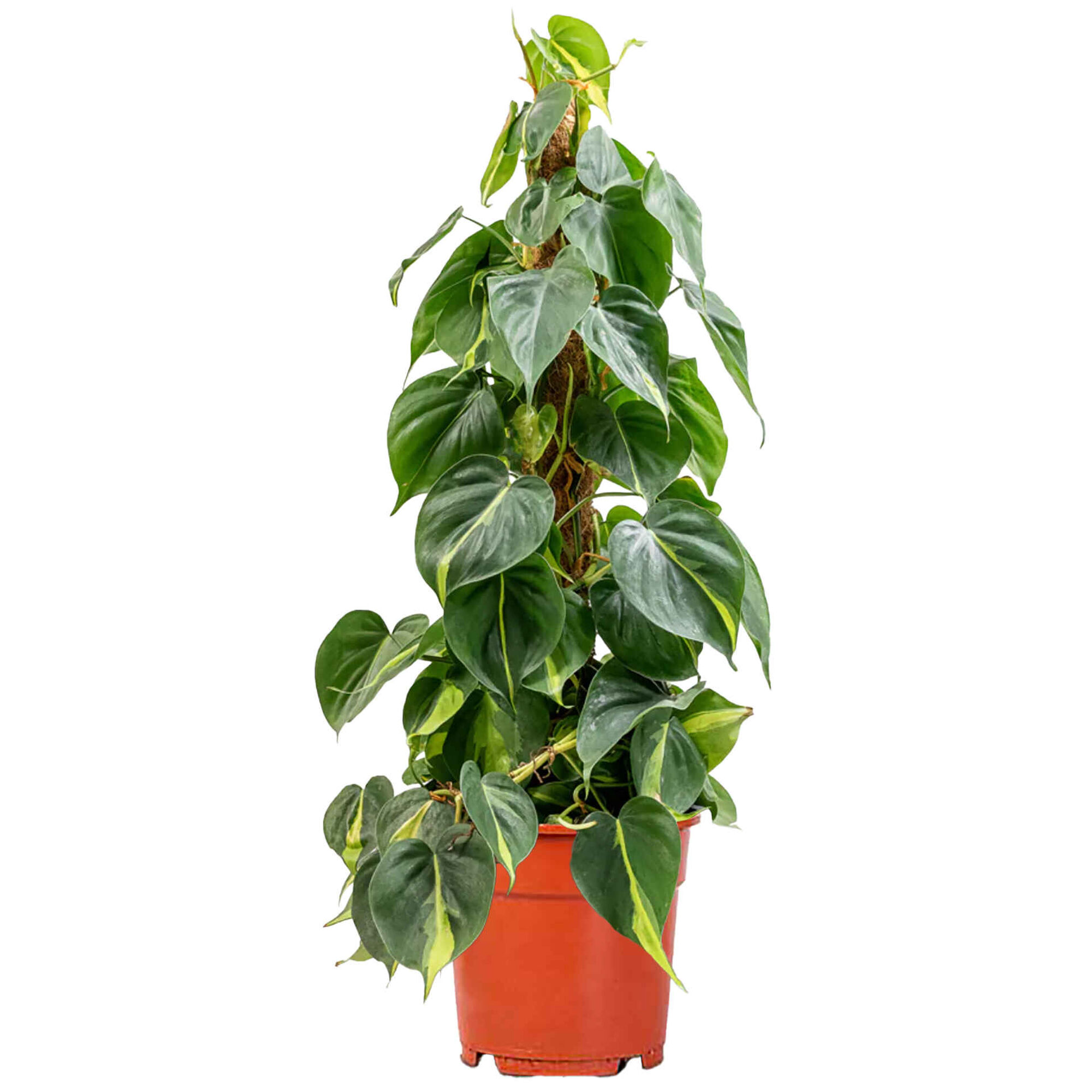 Planta Natural Philodendron scandens Brasil 110-120cm V24