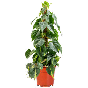 Planta Natural Philodendron scandens Brasil 110-120cm V24 Bioma