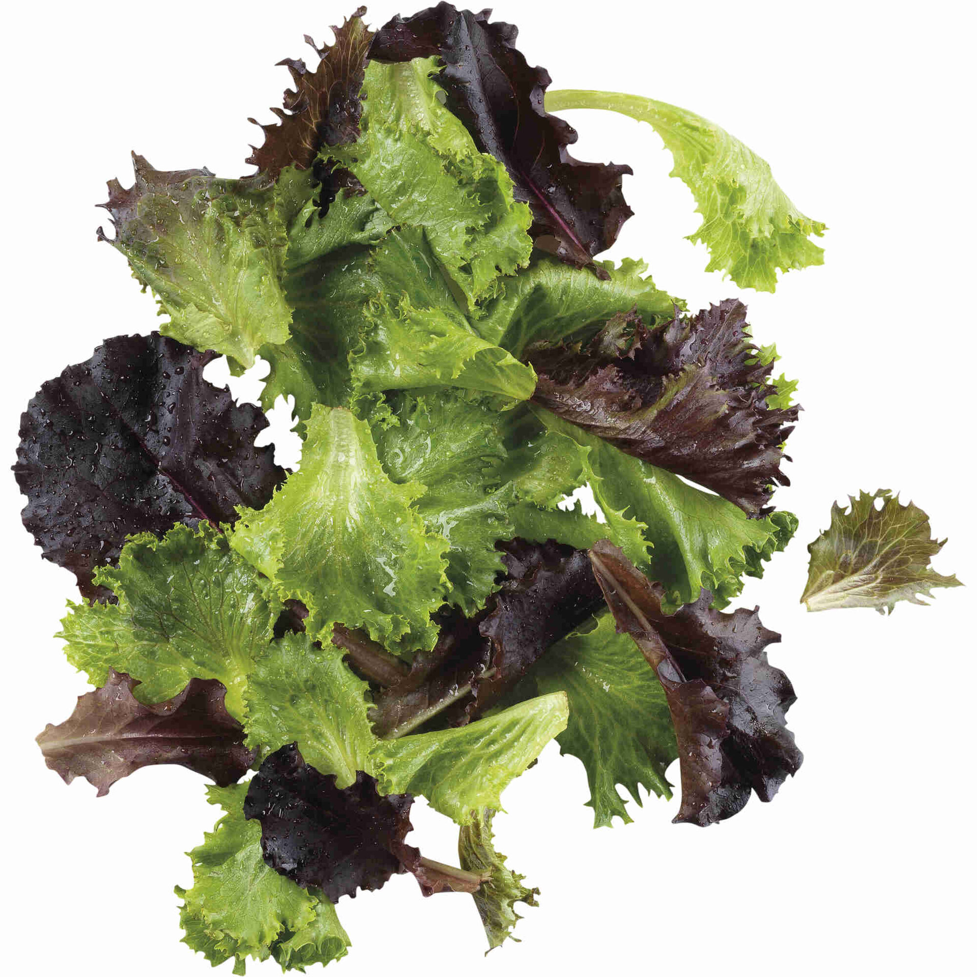 Salada Lollo e Tango