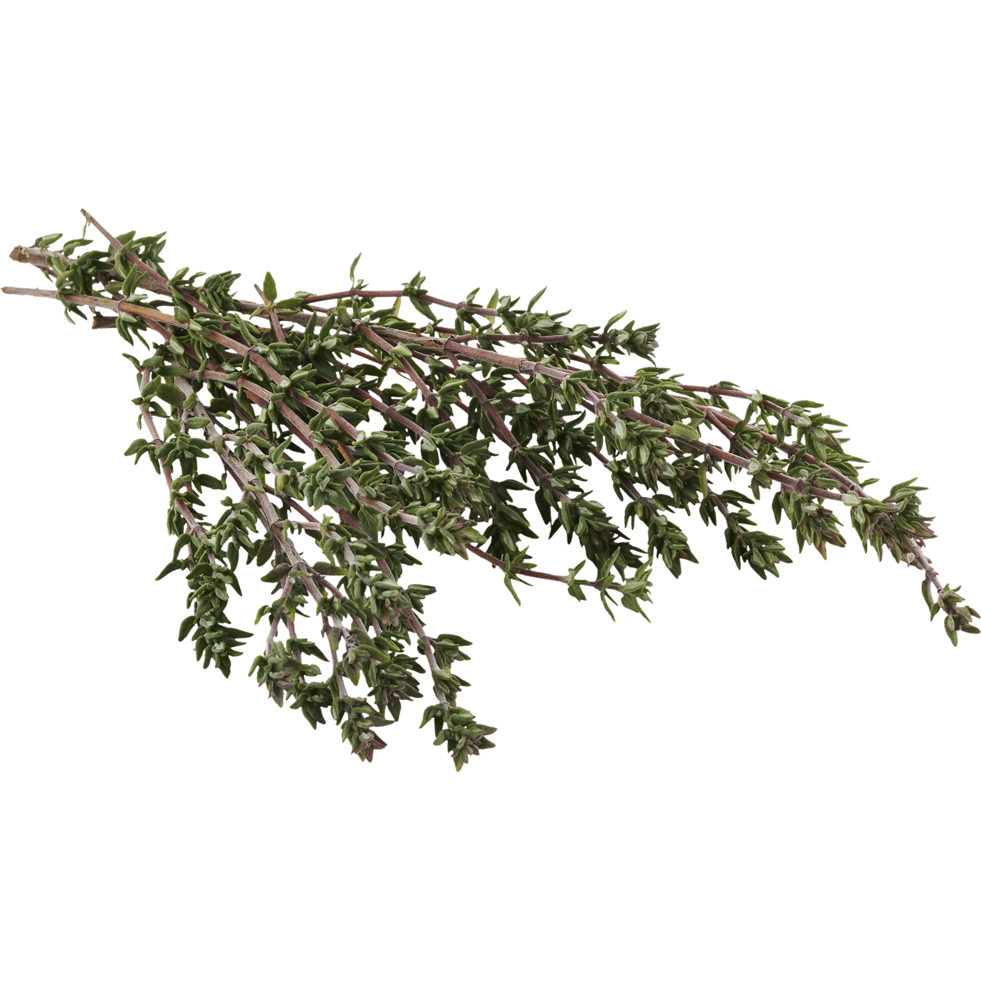 Tomilho Biológico Fresco Tomilho Biológico Fresco