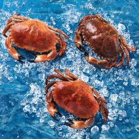 Sapateira Cozida Fresca