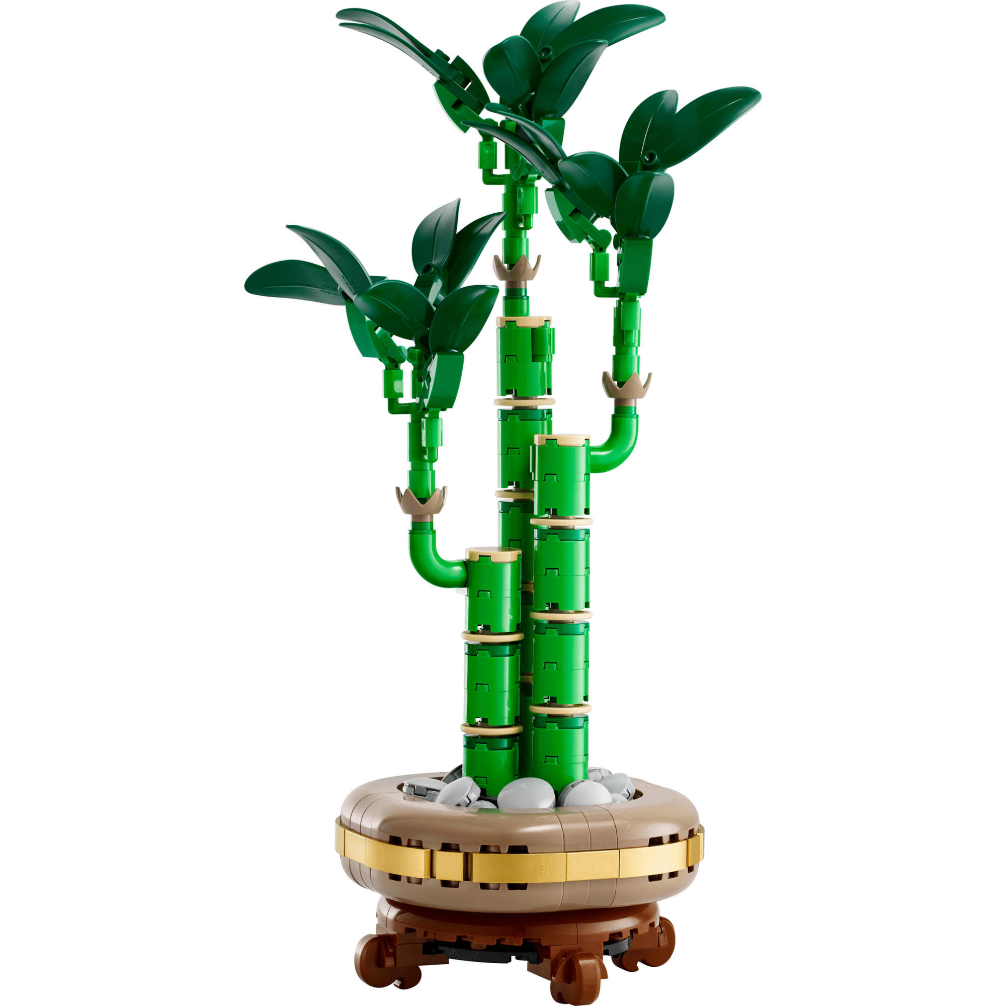 Bambu da Sorte - 10344