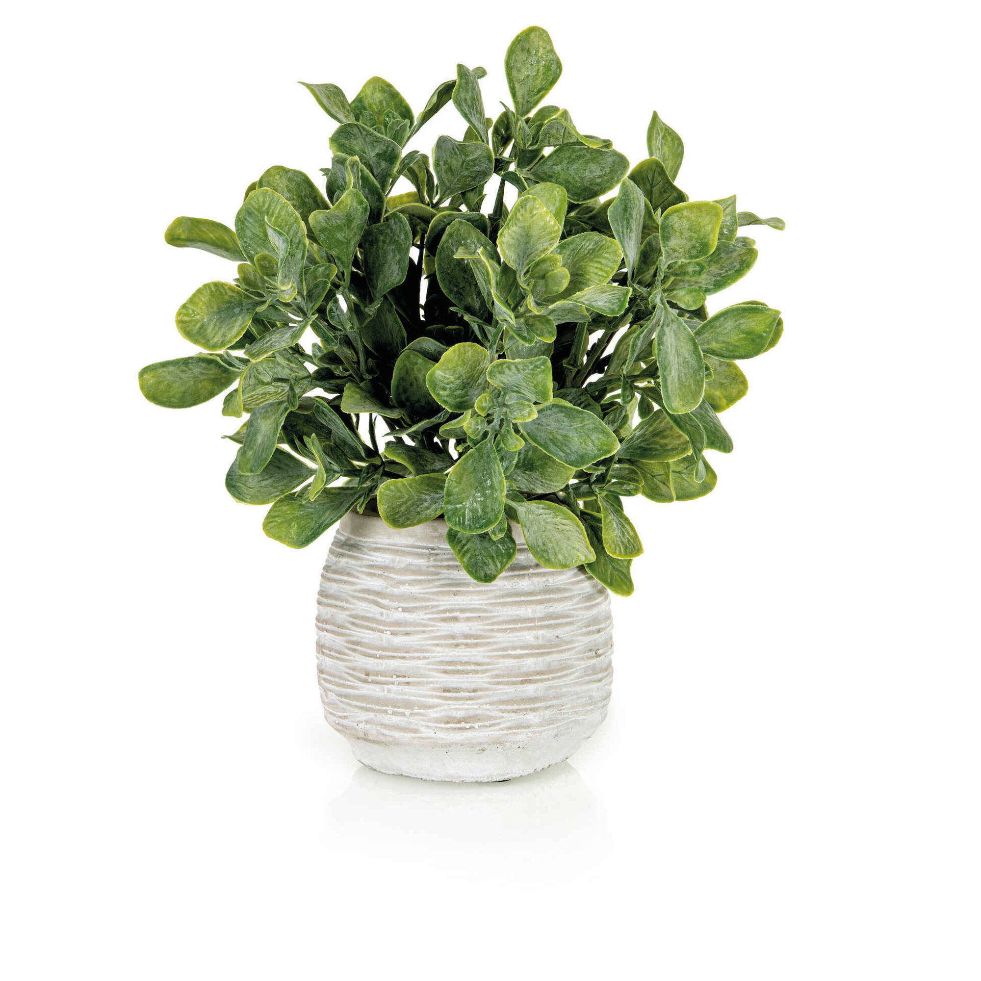 Planta Artificial Jasmim Suculenta com Vaso Cimento Planta Artificial Jasmim Suculenta com Vaso Cimento