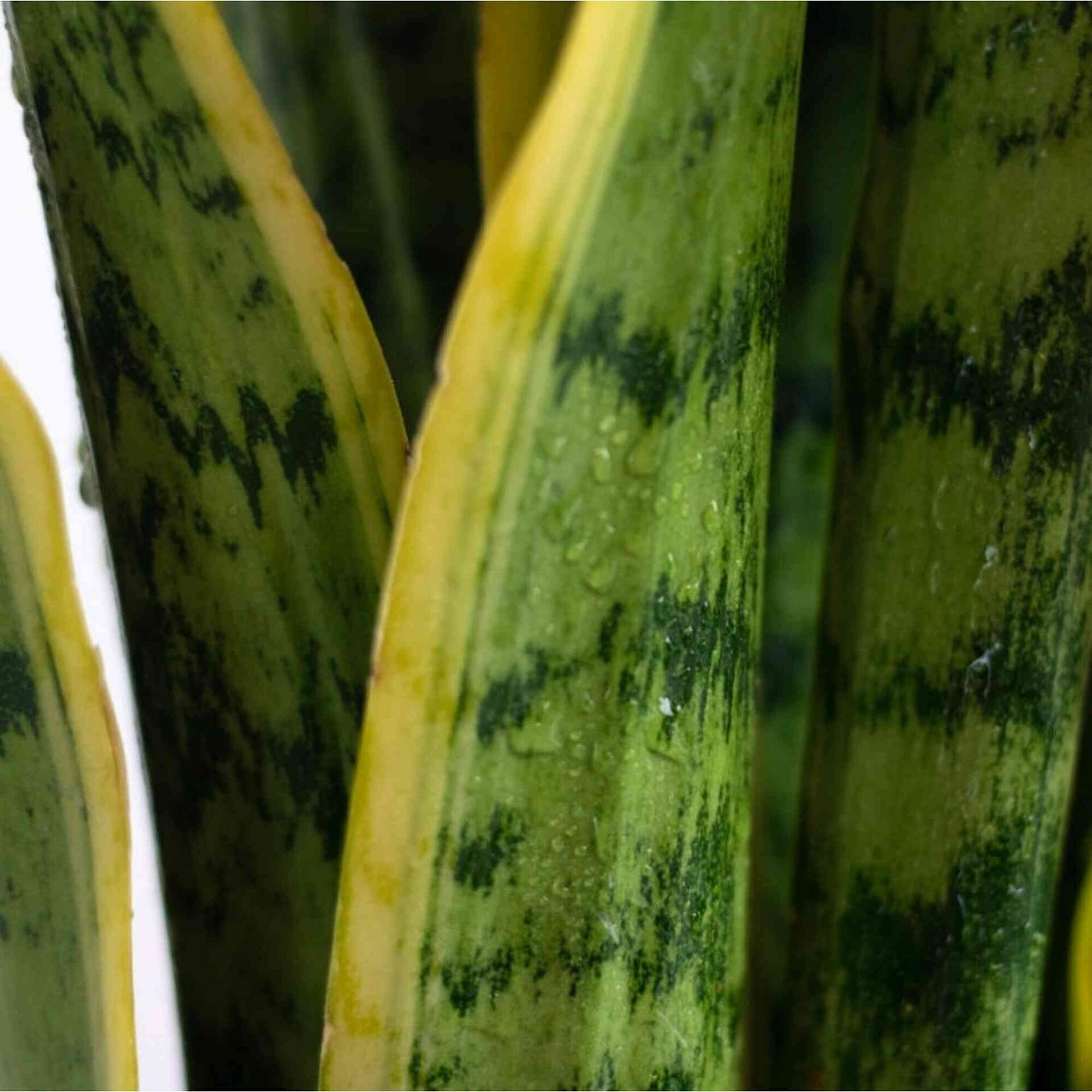 Planta Natural Sansevieria laurentii 60-70cm V17