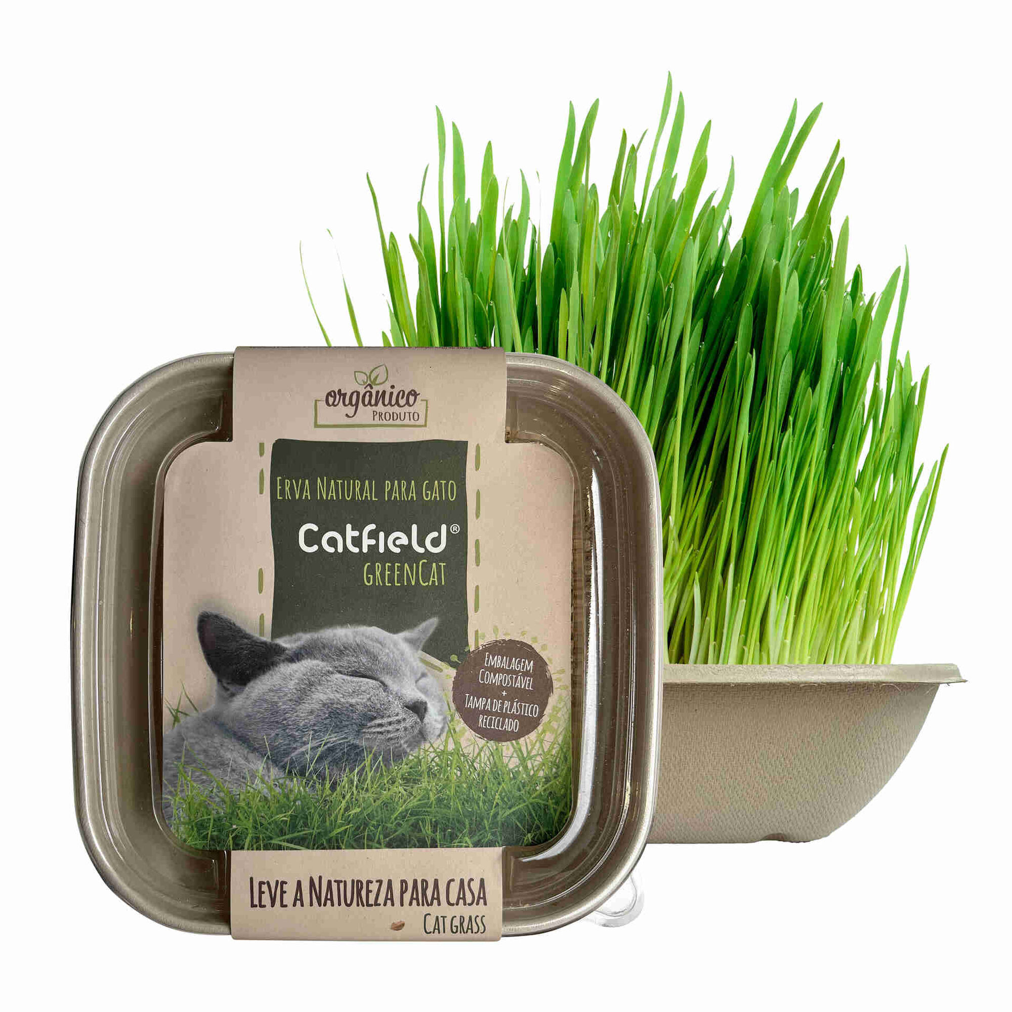 Erva para Gato Catfield