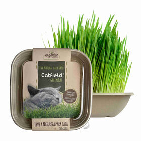 Erva para Gato Catfield