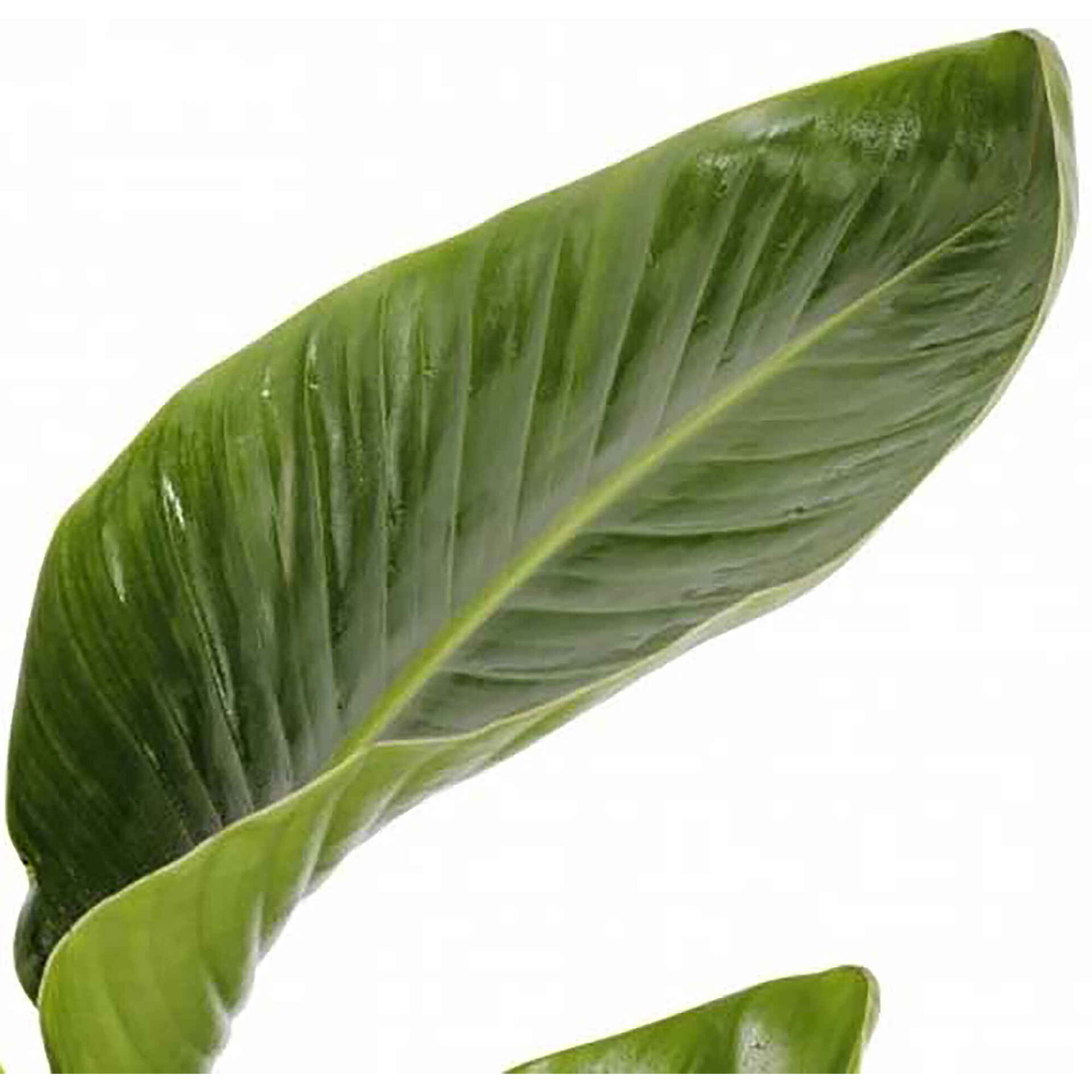 Planta Natural Strelitzia Nicolai 80-90cm V19 Planta Natural Strelitzia Nicolai 80-90cm V19