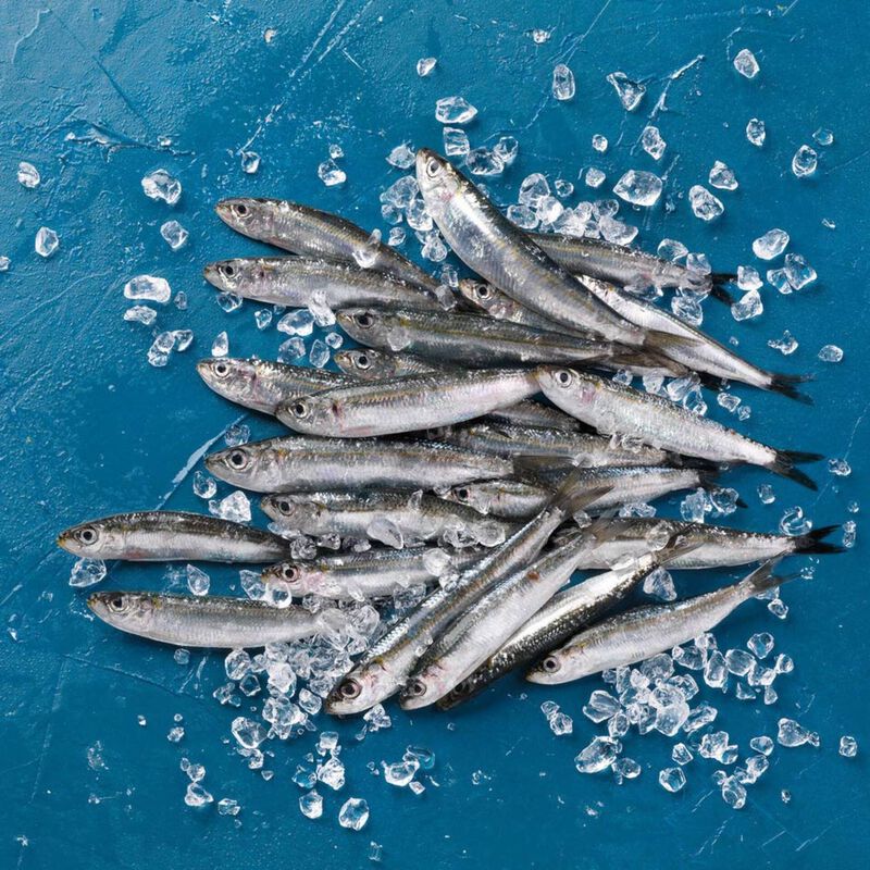 Sardinela Fresca