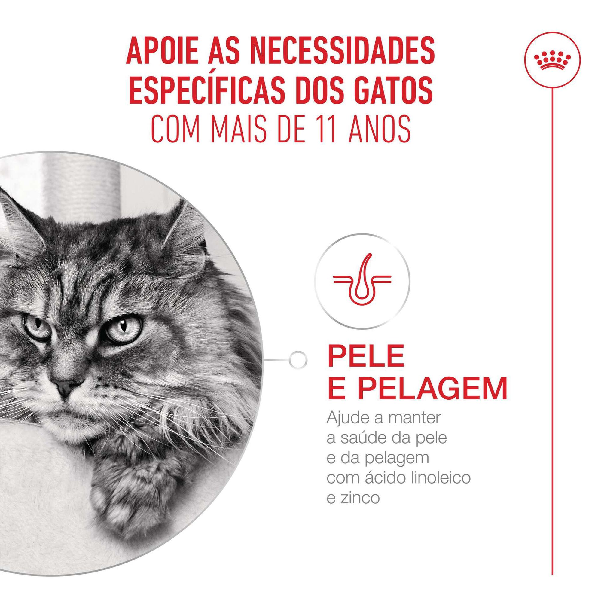 Ra&ccedil;&atilde;o para Gato S&eacute;nior Ageing+11 Royal Canin