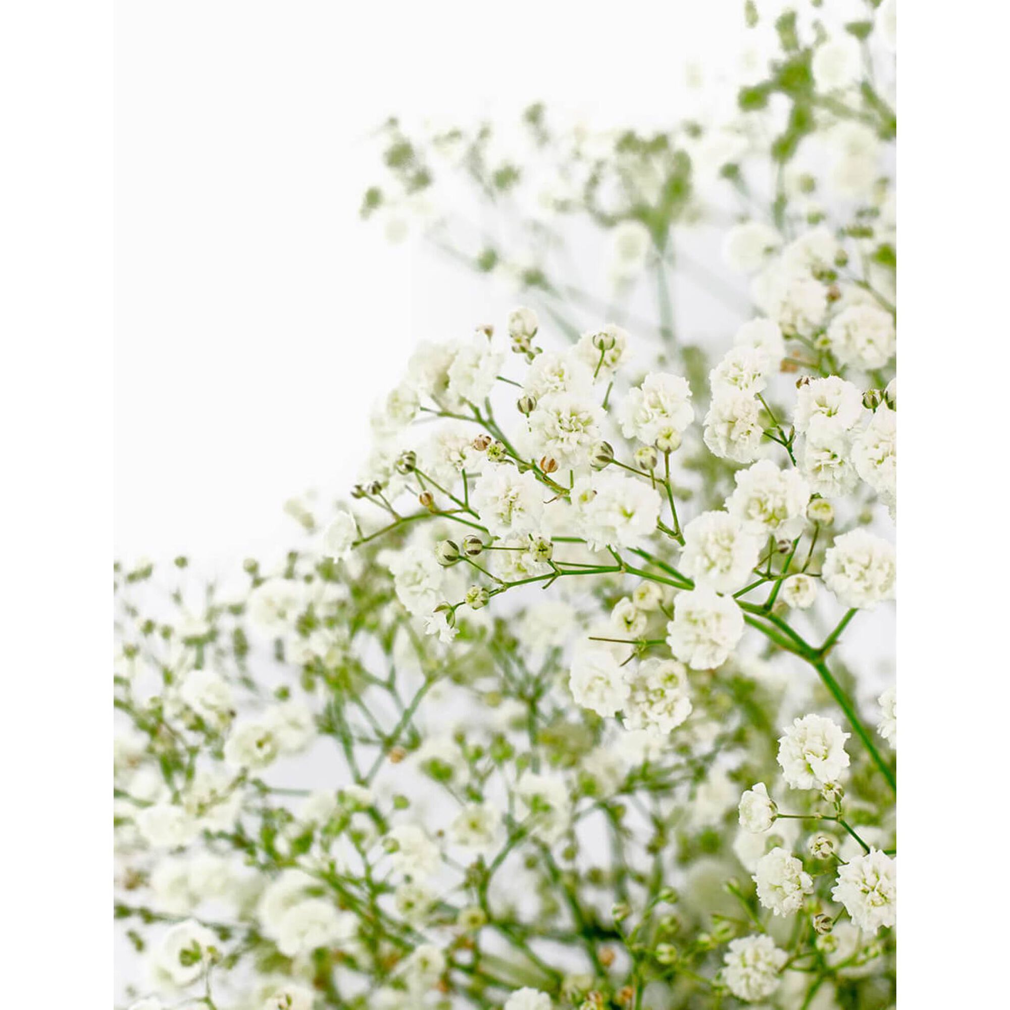 Molho de 10 Gypsophila Brancos