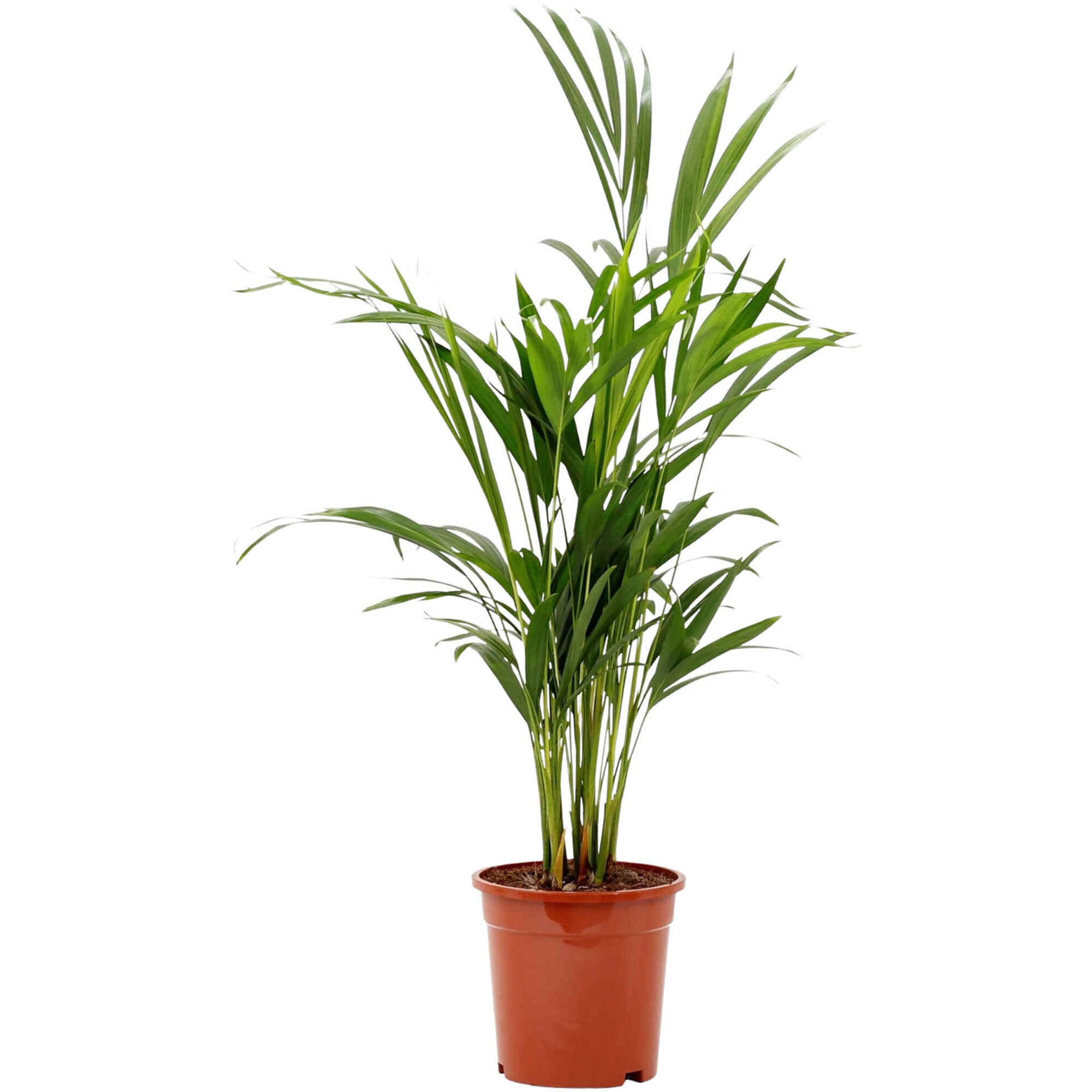 Planta Natural Palmeira Areca 50-60cm V17