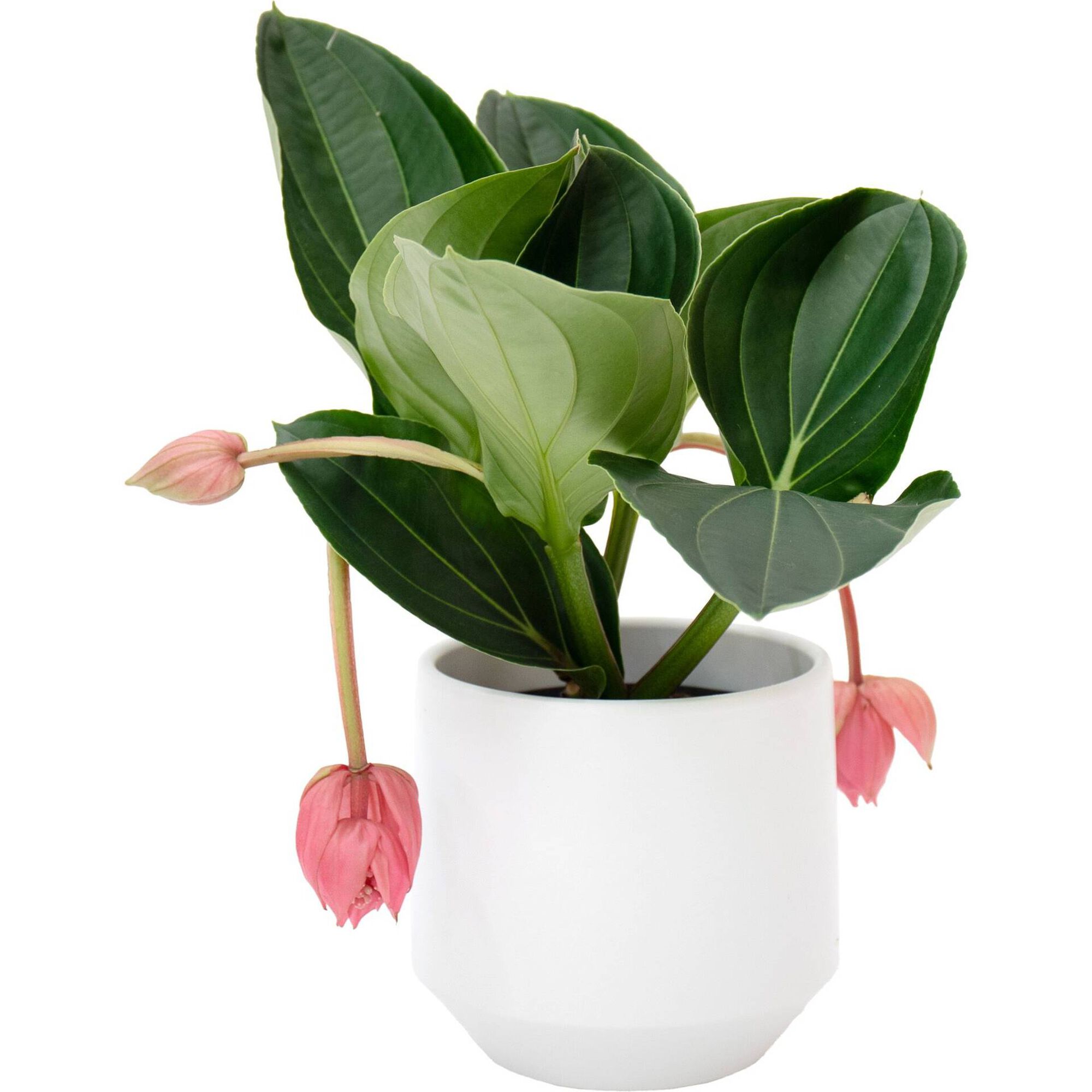 Planta Natural Medinilla Magnifica Flamenco 50-60cm V17 Vaso Aurora 20cm Branco