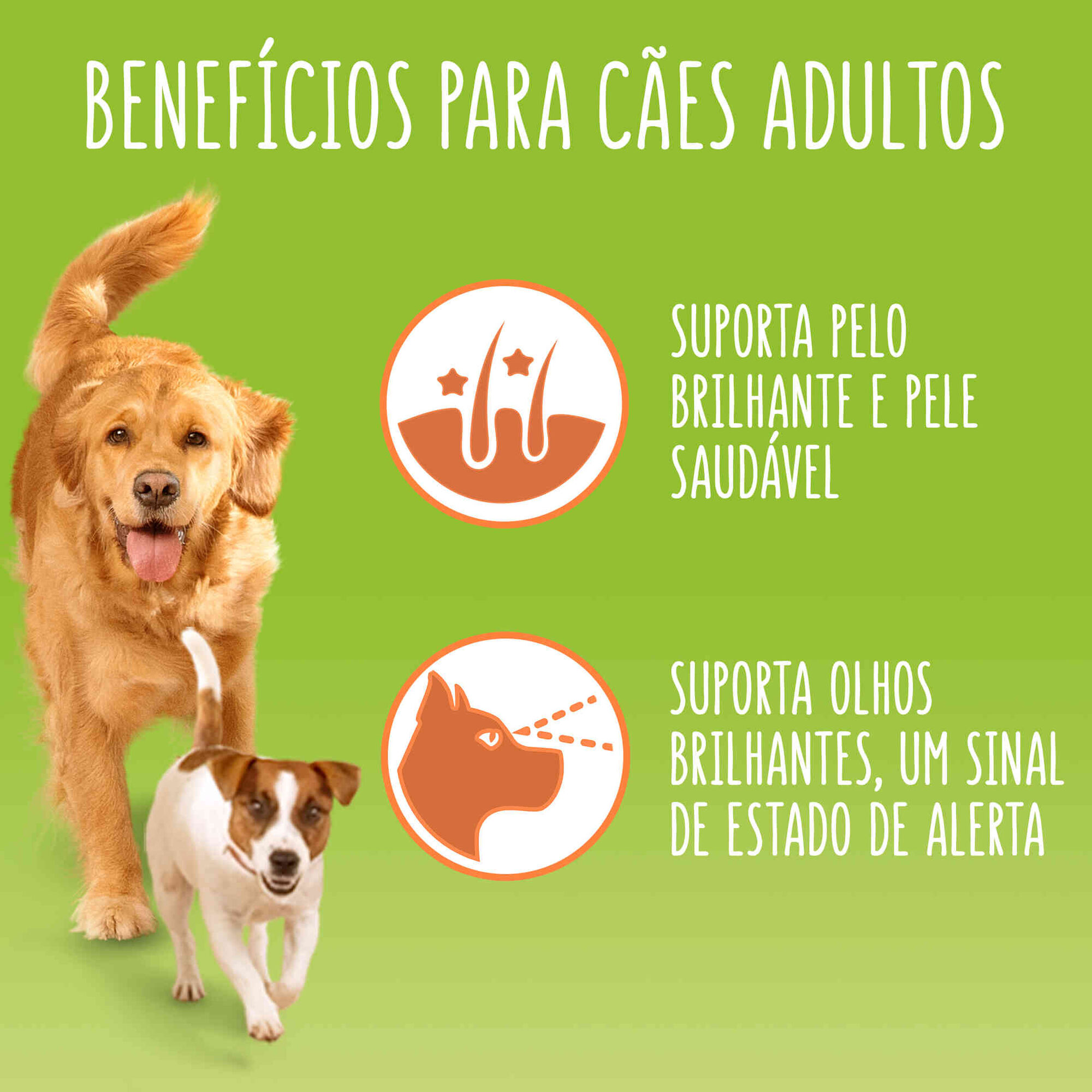 Comida Húmida para Cão Adulto Gelatina Borrego