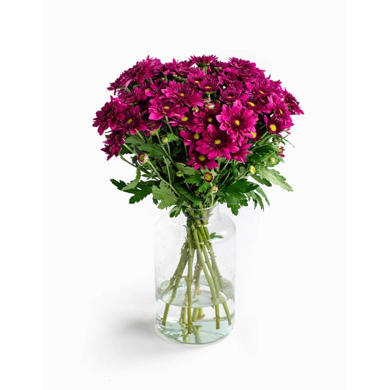 Molho de 10 Margaridas Bordeaux Flores no Cais