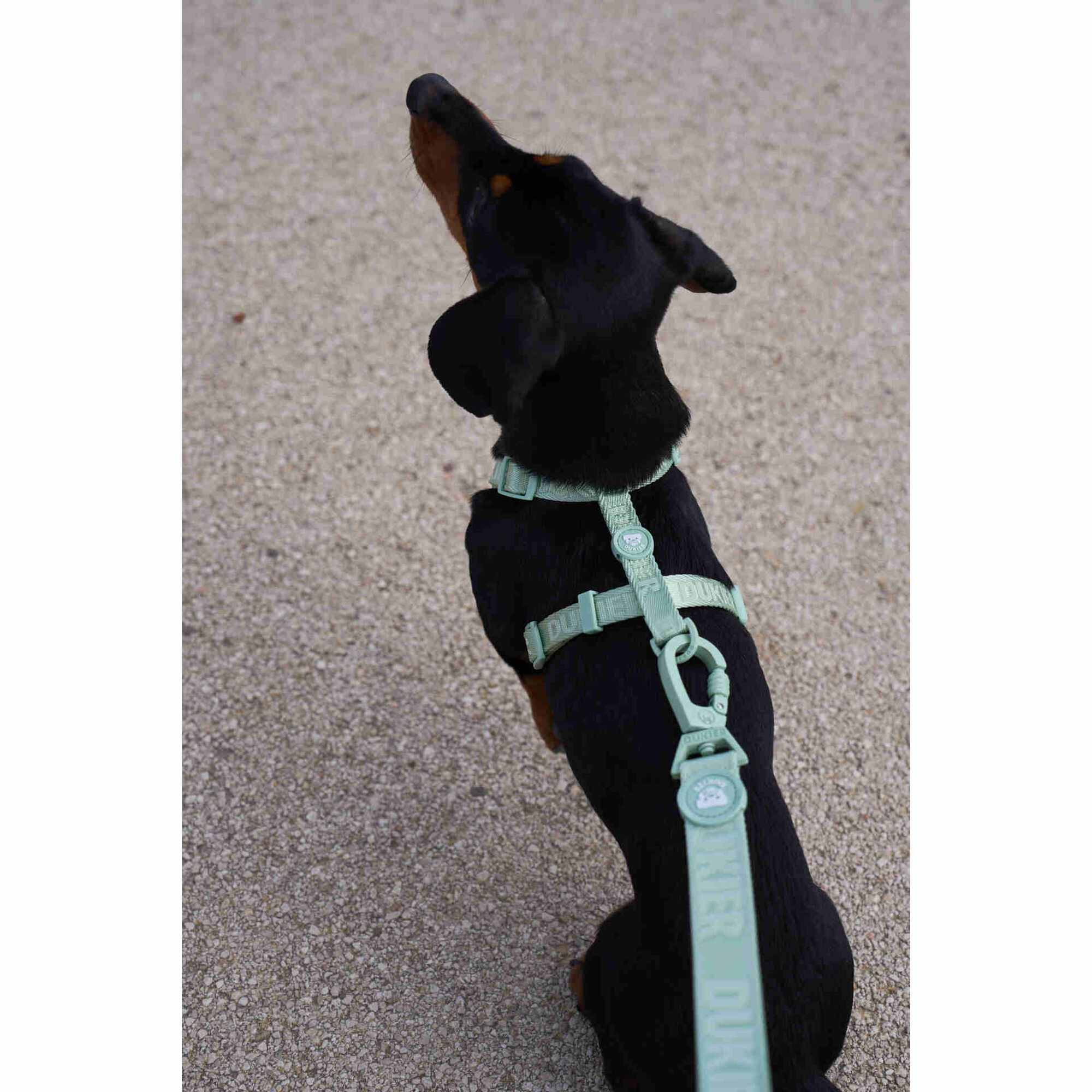 Arn&ecirc;s para C&atilde;o Essentials Soft Green S Dukier