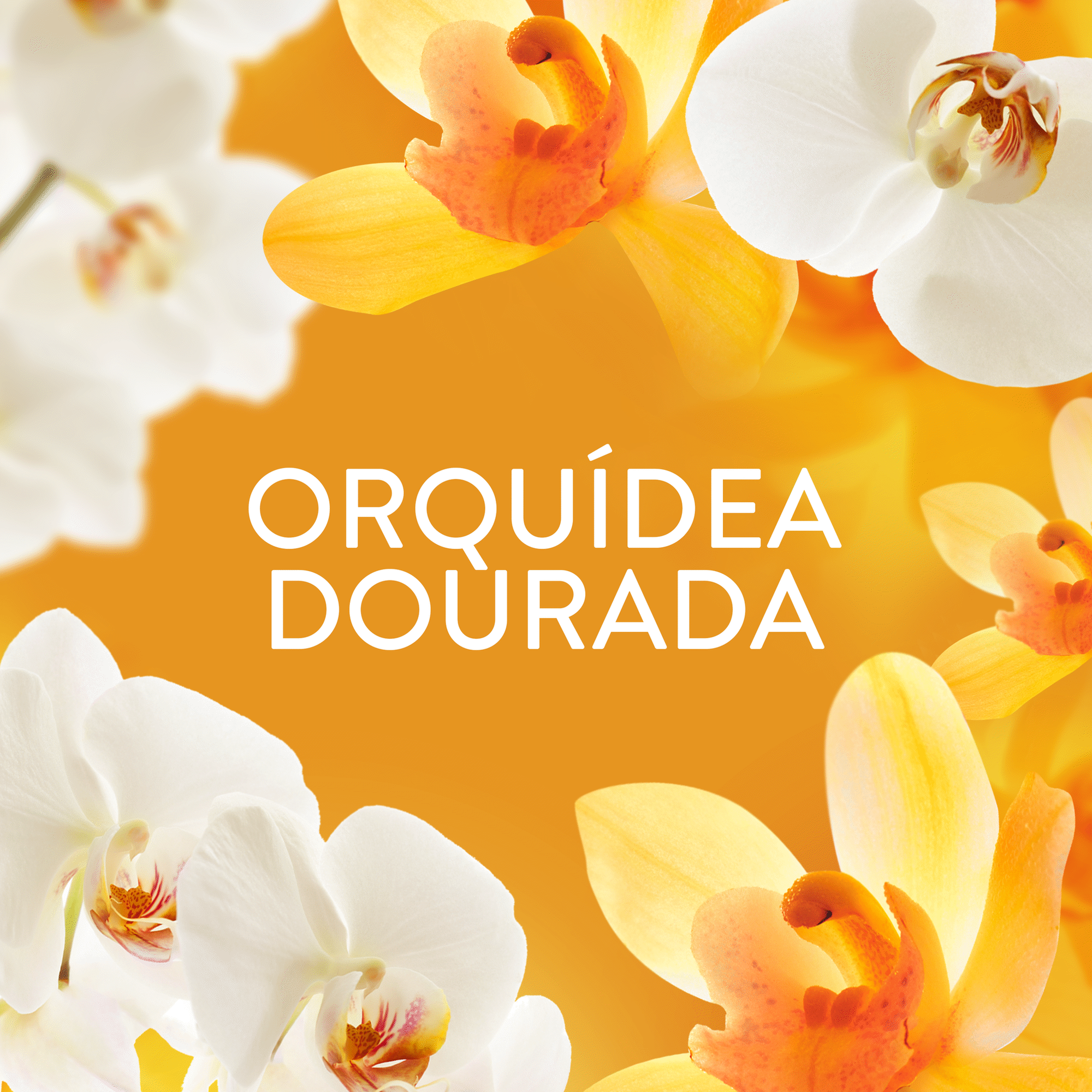 Intensificador Perfume Pérolas Orquídea Dourada Intensificador Perfume Pérolas Orquídea Dourada