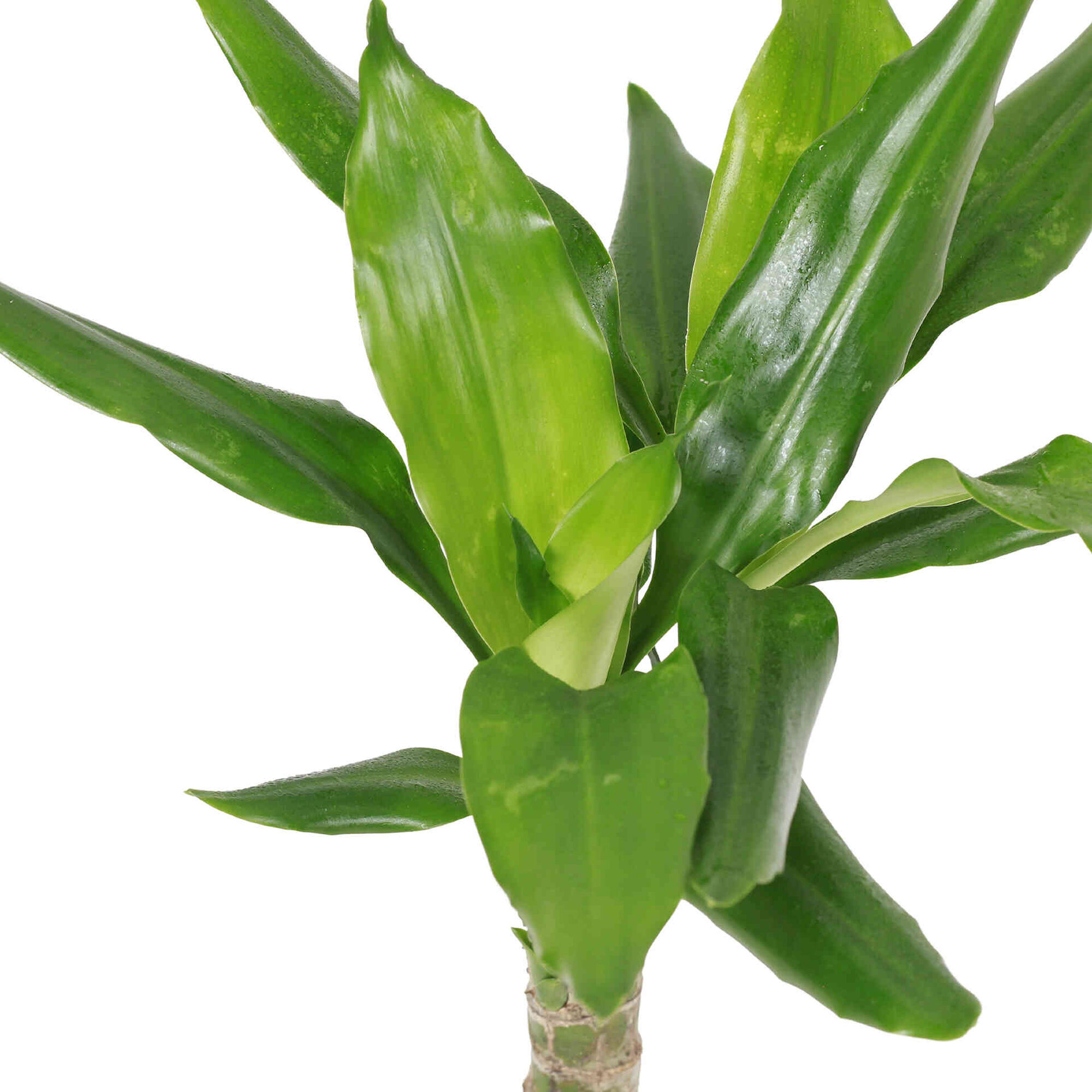 Planta Natural Dracaena fragans steudneri 30-40cm V12