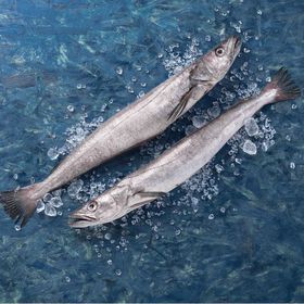 Pescada Negra Média Fresca