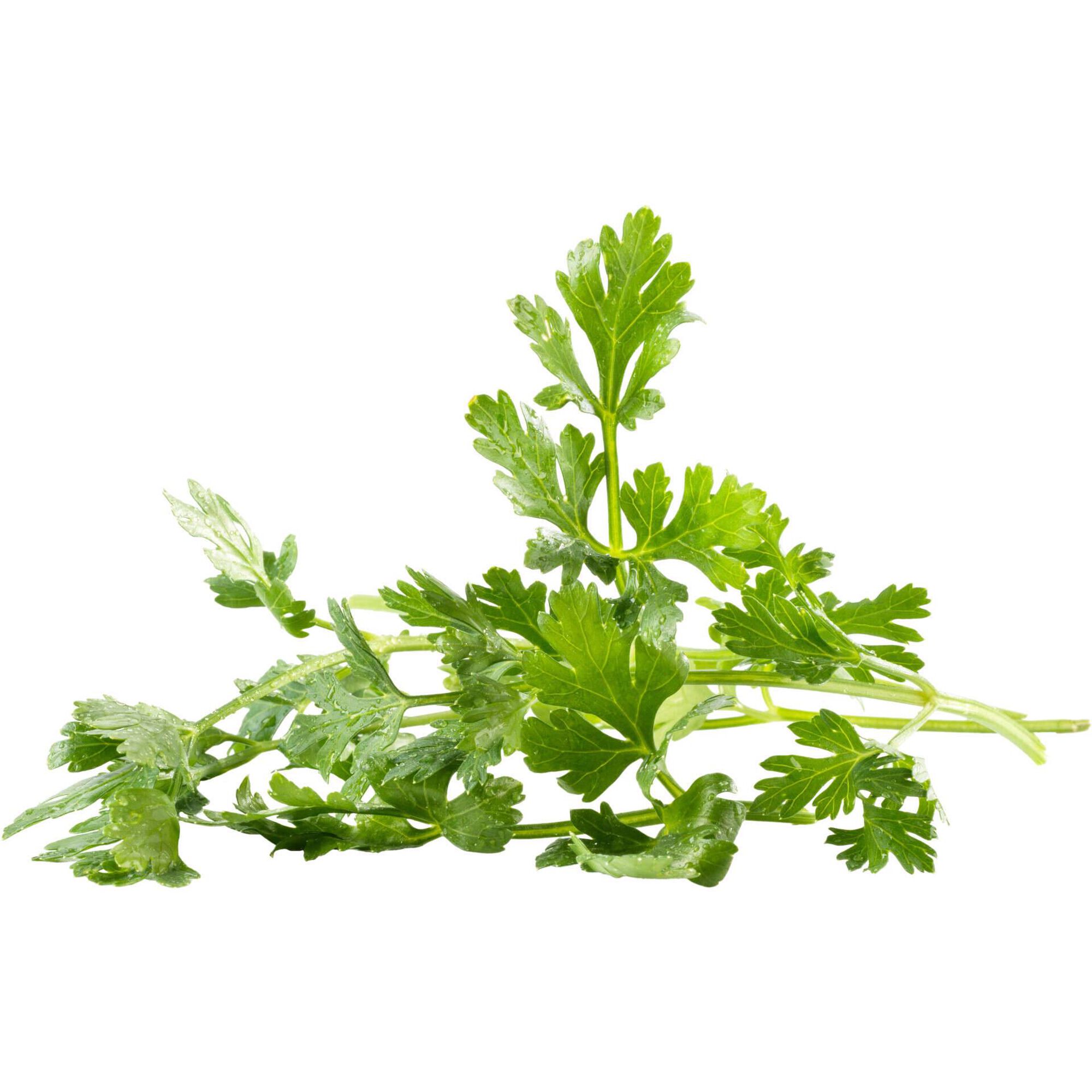 Salsa Fresca Continente