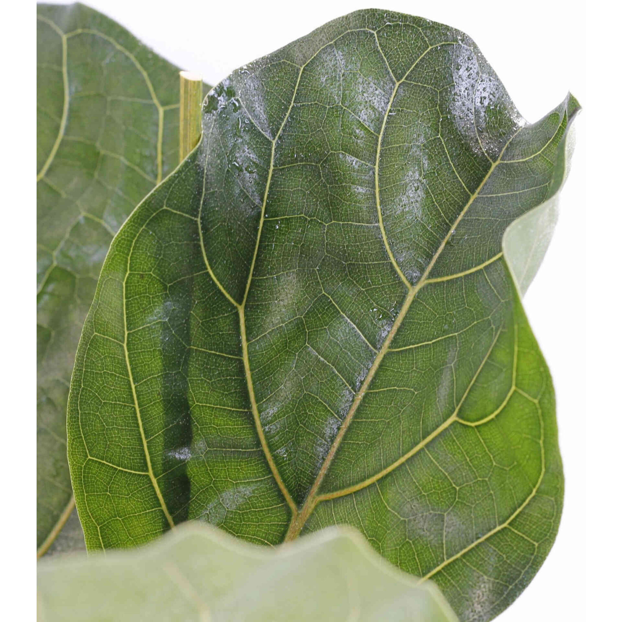 Planta Natural Ficus Lyrata 60-70cm V17