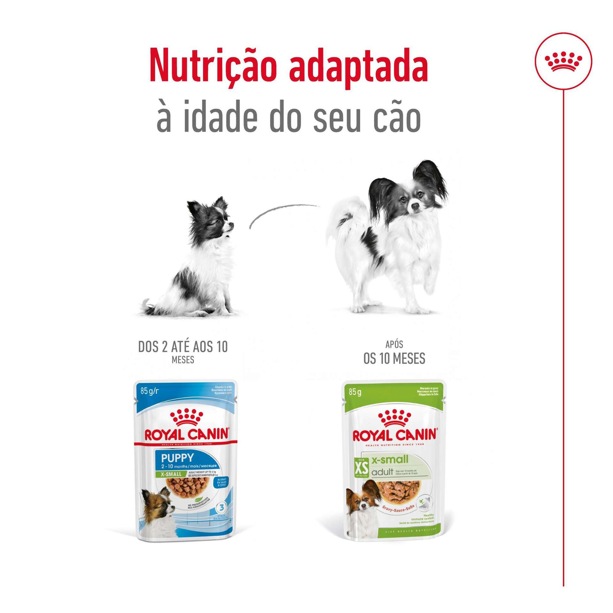 Comida H&uacute;mida para C&atilde;o Adulto X-Small Royal Canin