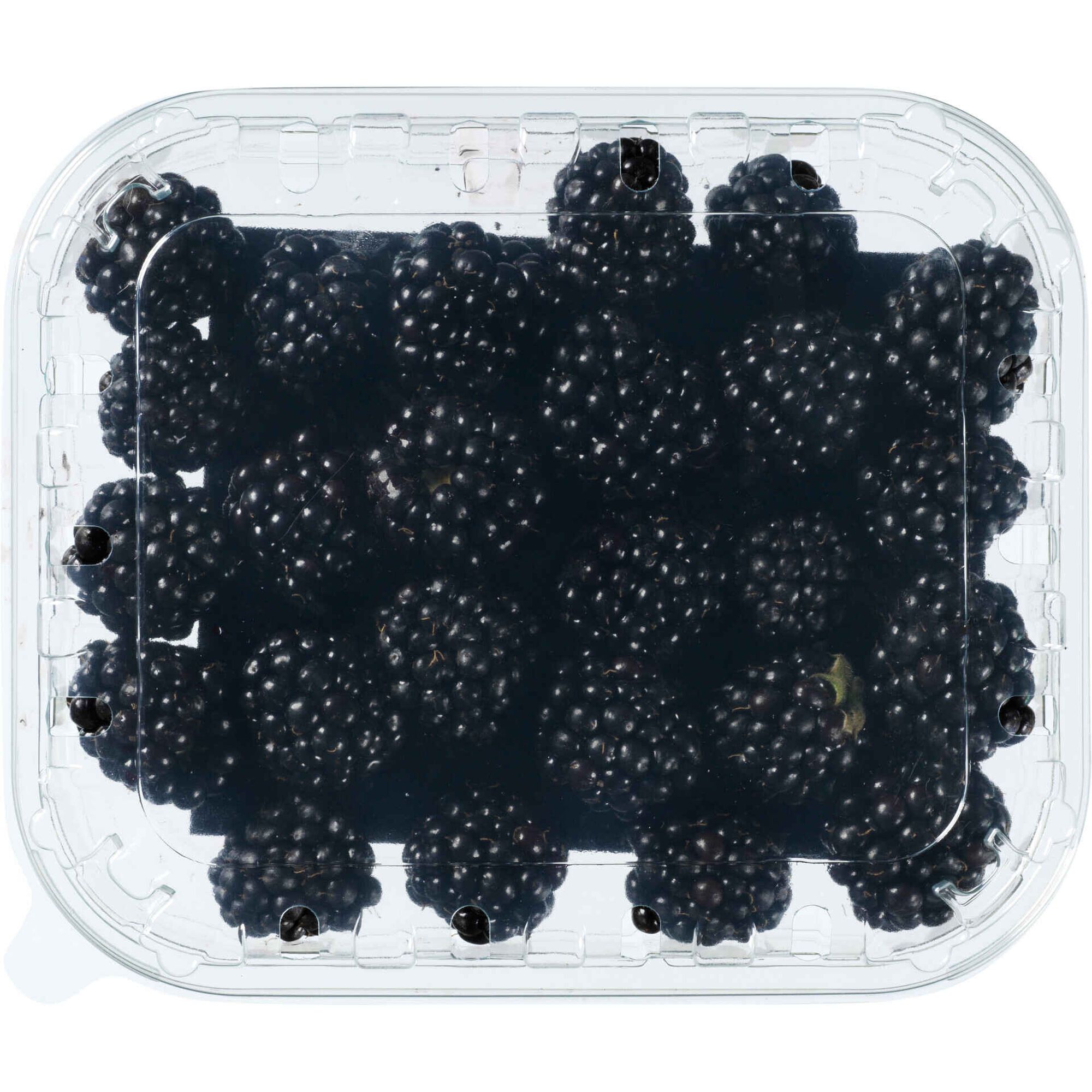 Amora Biol&oacute;gica