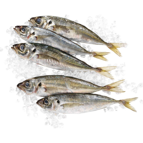 Carapau Pequeno Fresco