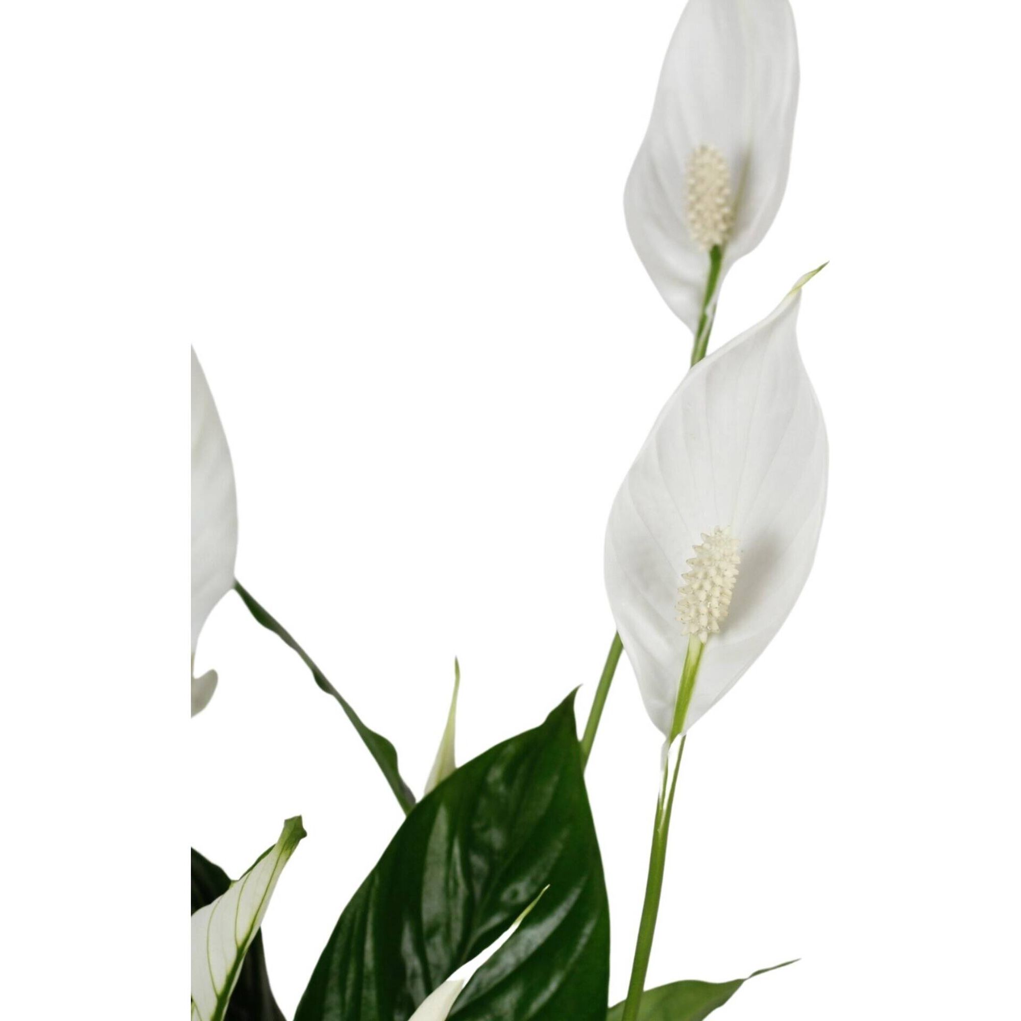 Planta Natural Lírio da Paz 60-70cm V17