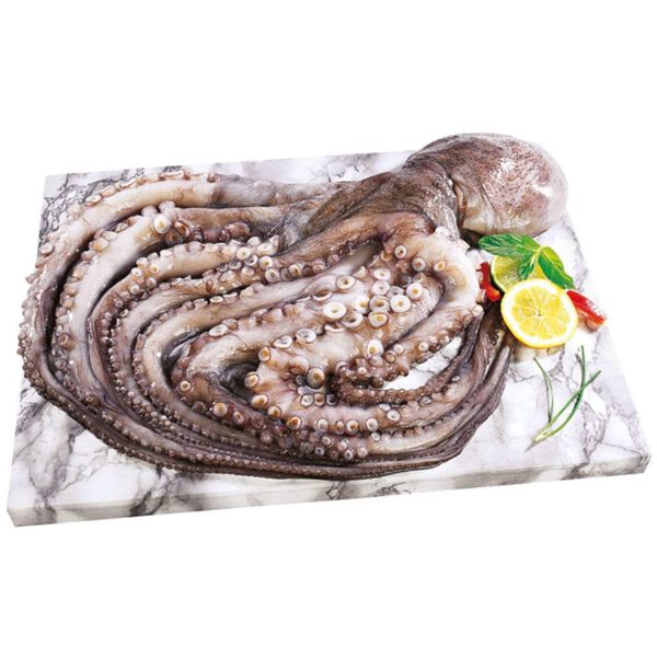 Polvo Cabeçudo Fresco