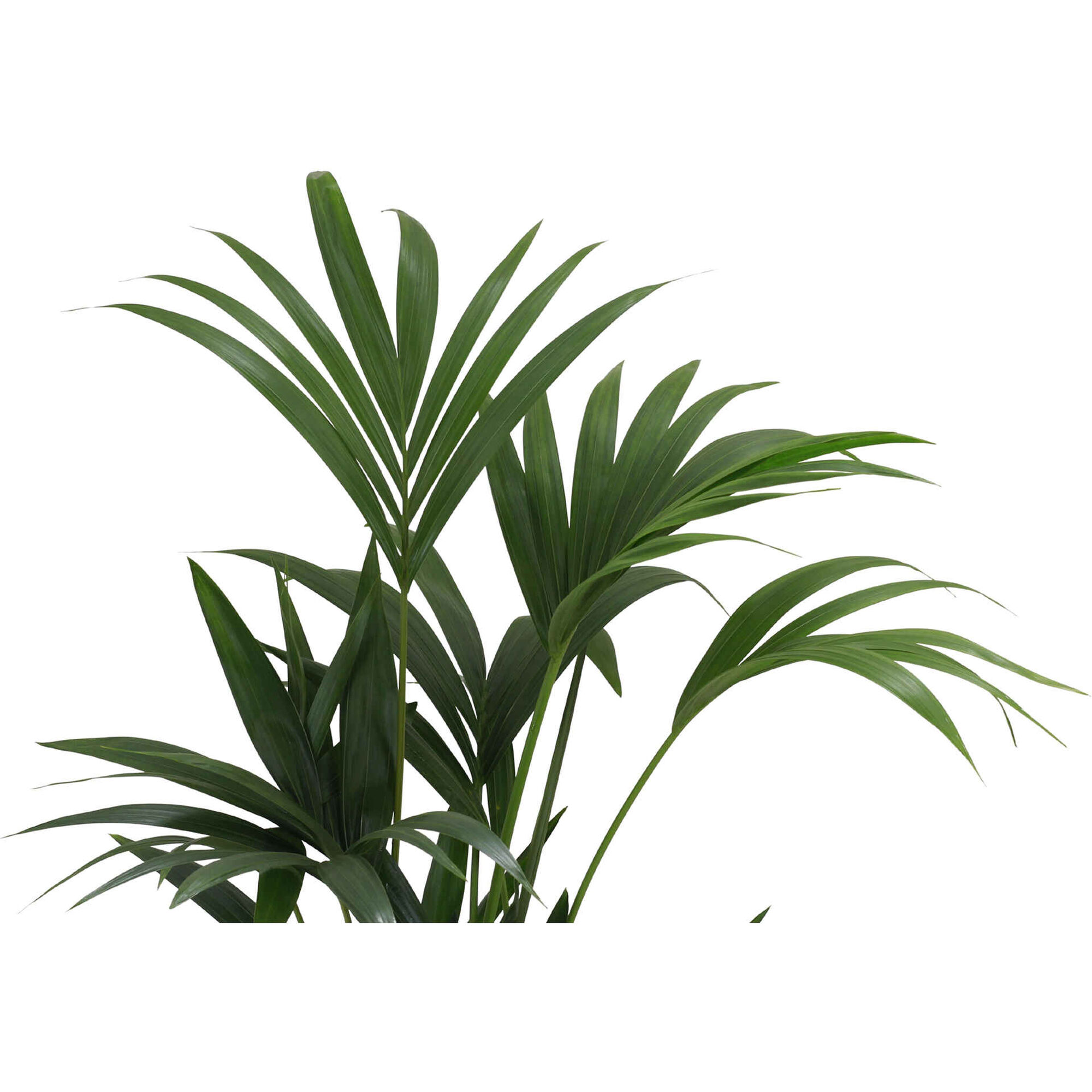 Planta Natural Palmeira Kentia 130-140cm V24 Planta Natural Palmeira Kentia 130-140cm V24