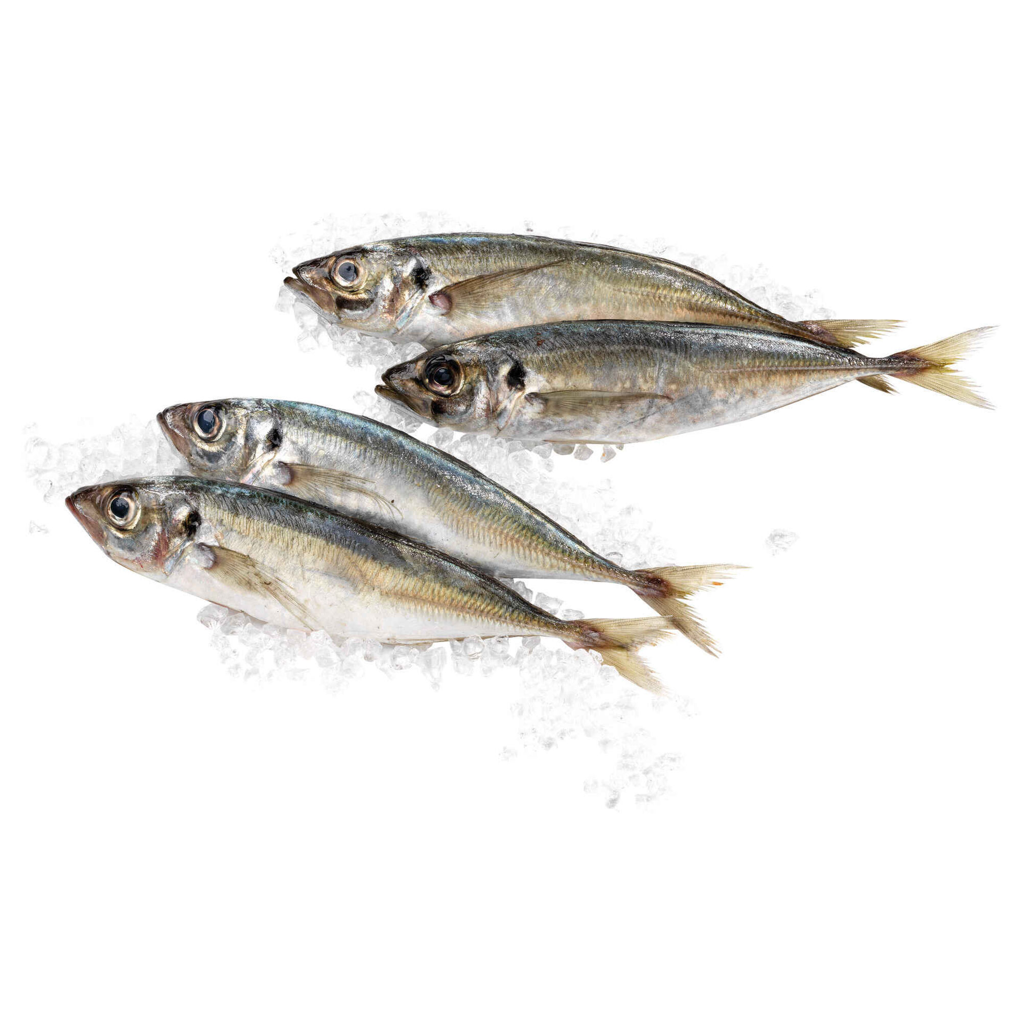 Carapau Médio Fresco