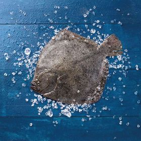 Pregado Inteiro Fresco