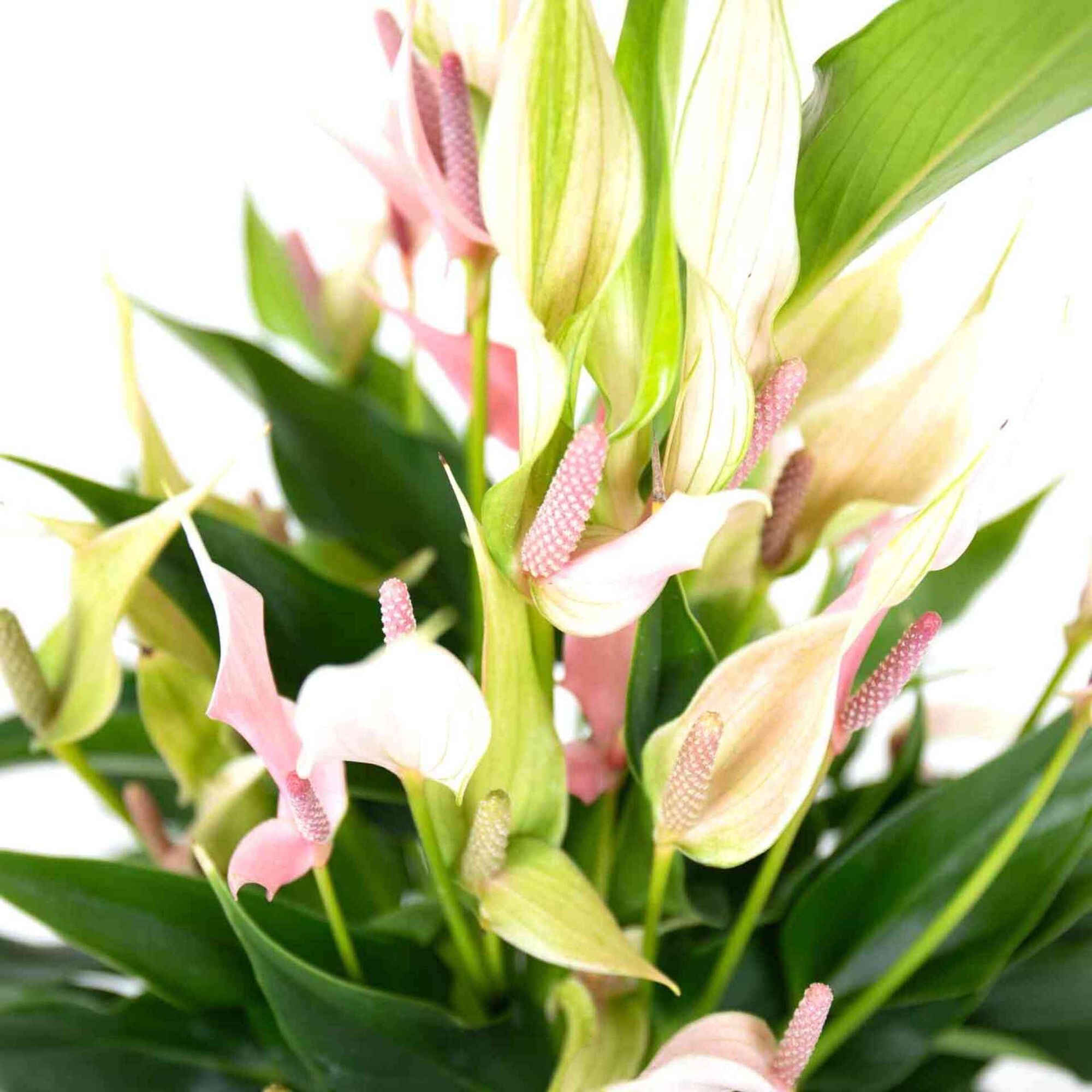 Planta Natural Antúrio Lily 40-50cm V14 Planta Natural Antúrio Lily 40-50cm V14