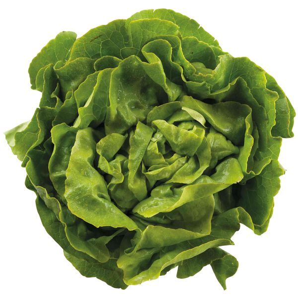 Alface Lisa Continente