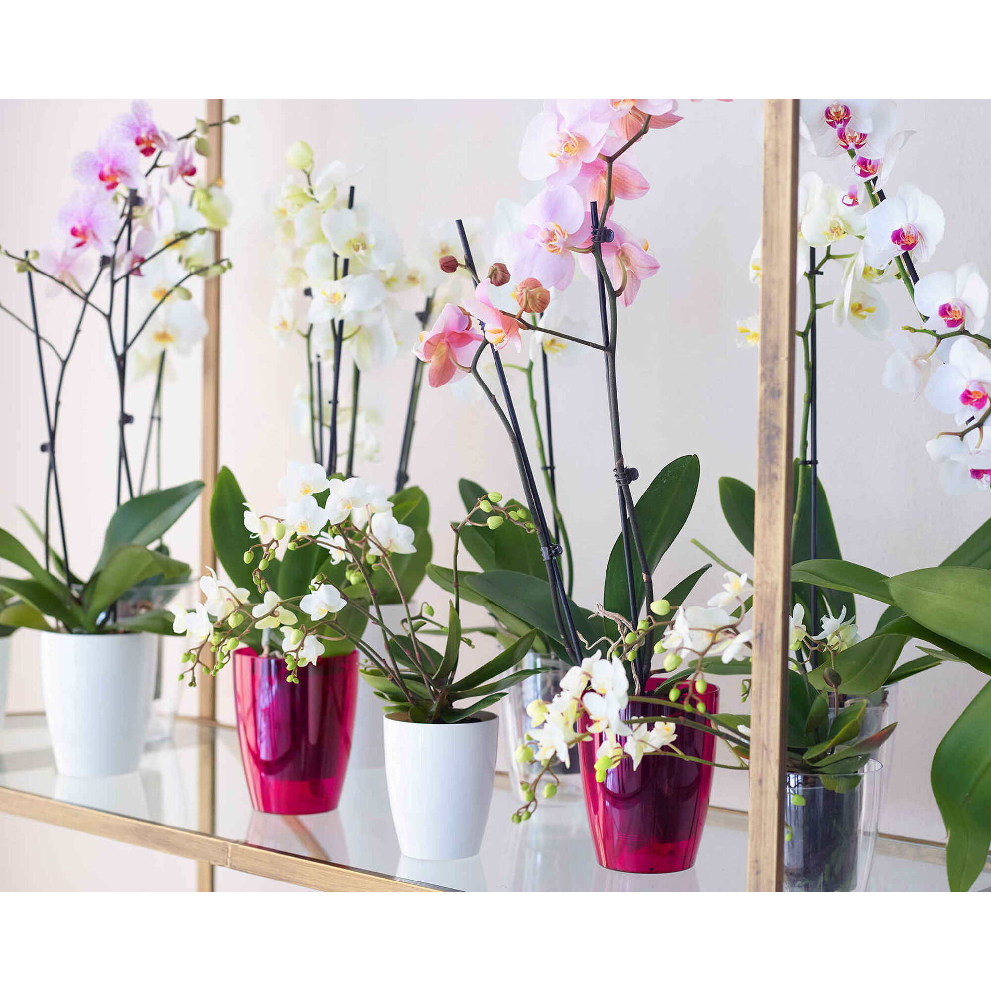 Vaso Redondo Plástico 15cm