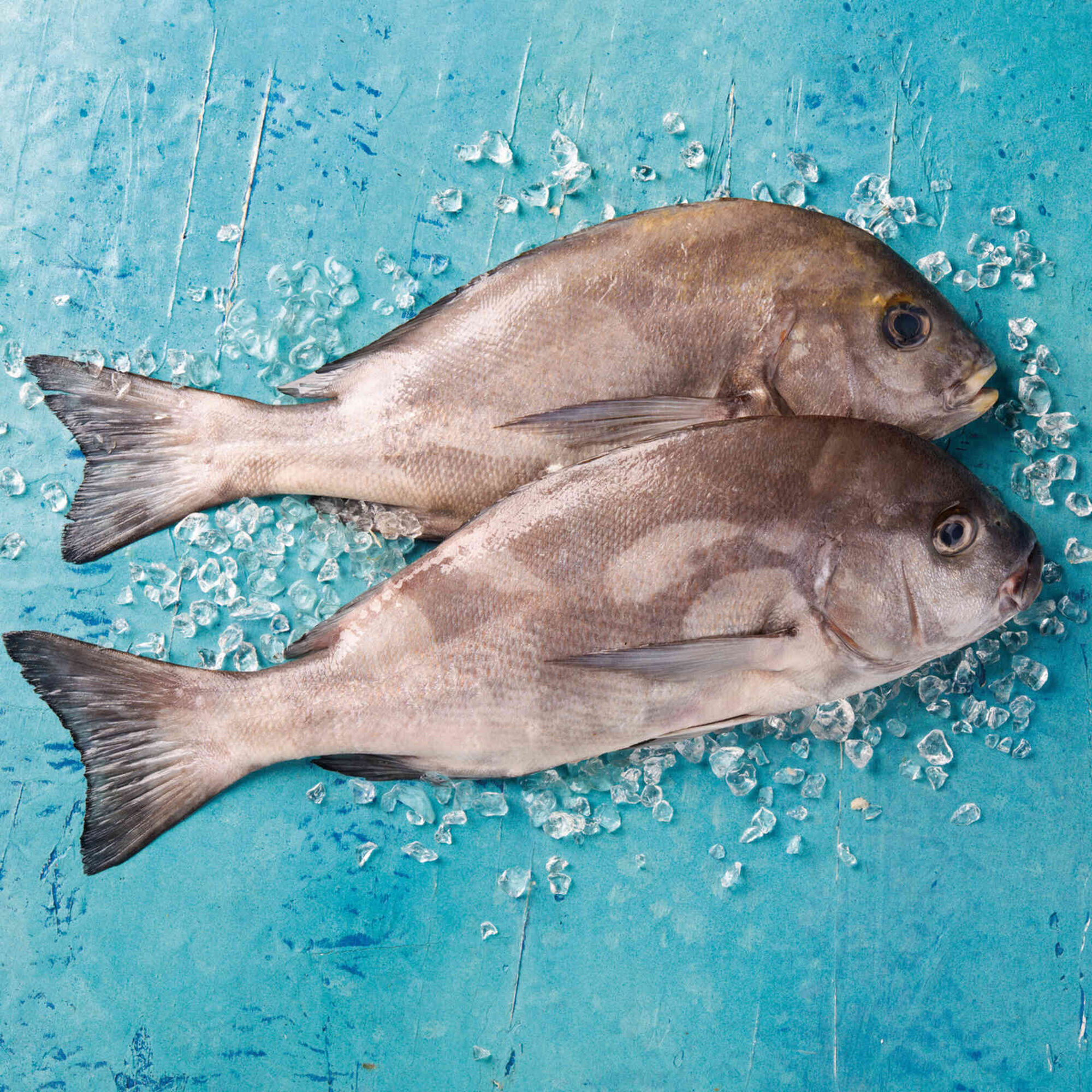 Pargo Mulato Fresco