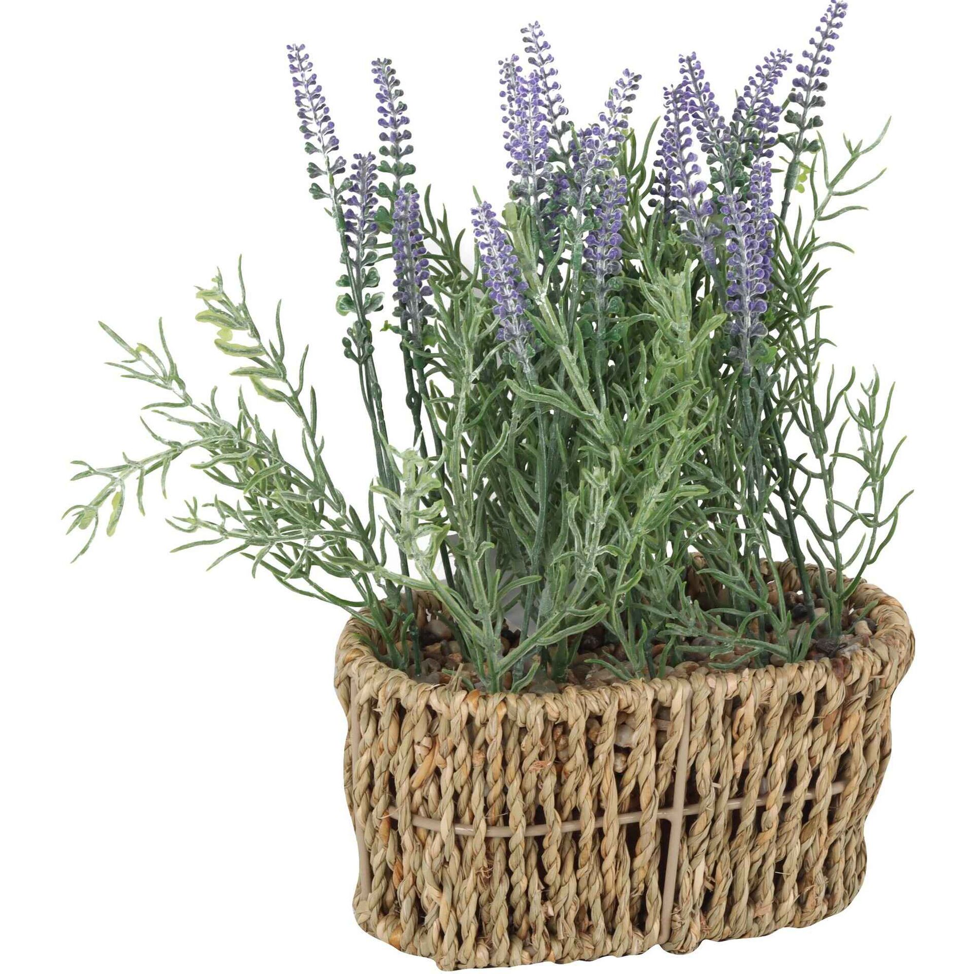 Planta Alfazema com Vaso Verga Kasa