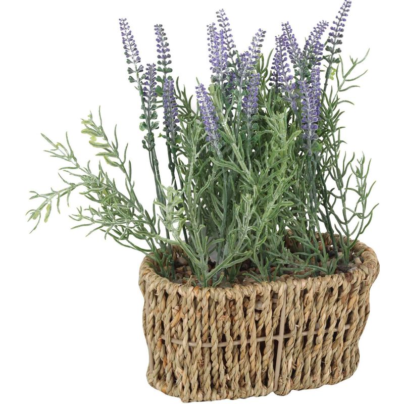 Planta Alfazema com Vaso Verga Kasa