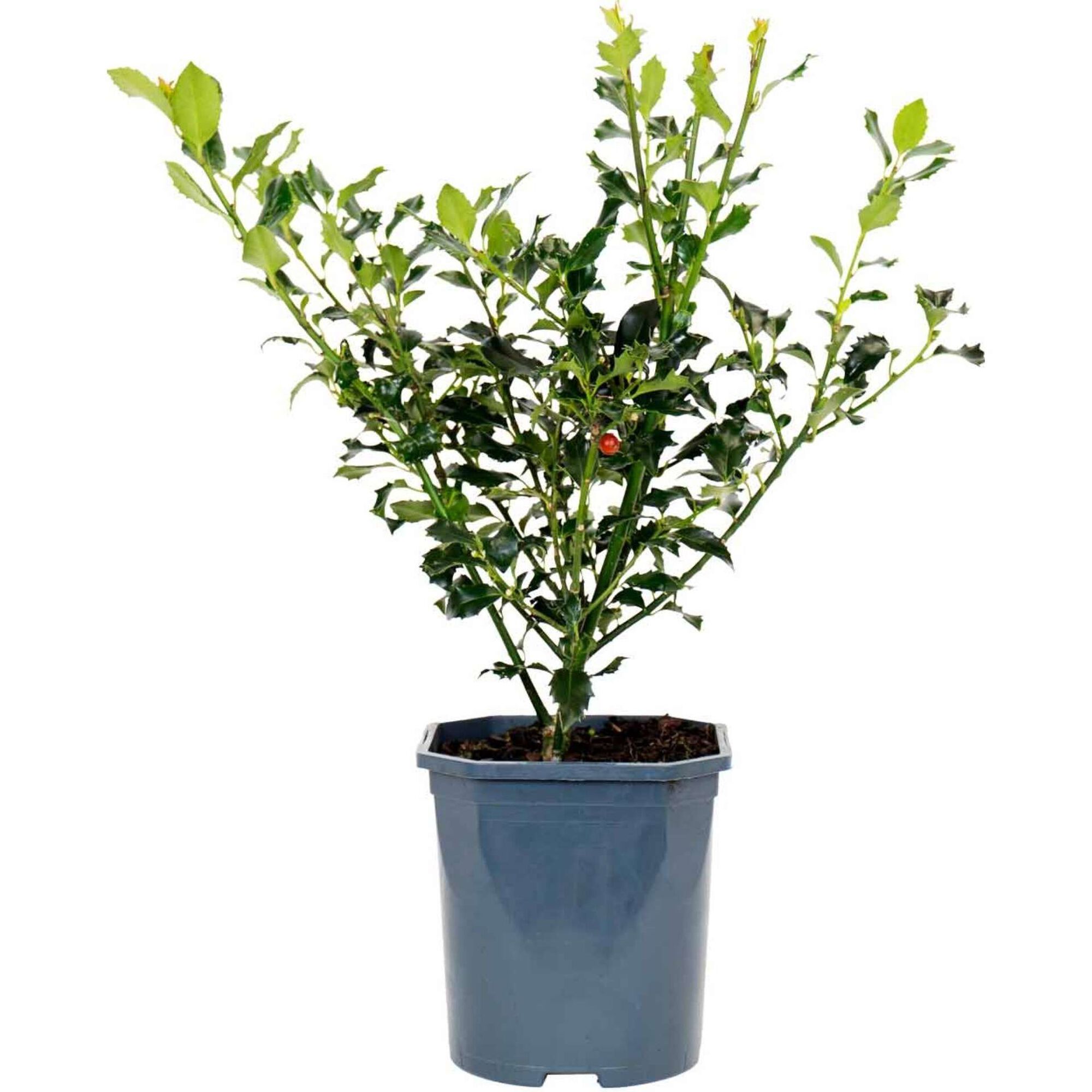 Azevinho - Planta de Natal 30-40cm V17 Azevinho - Planta de Natal 30-40cm V17