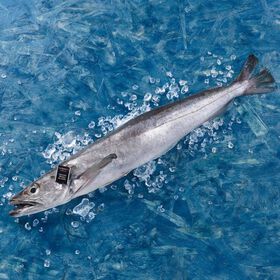 Pescada Grande de Anzol Fresca