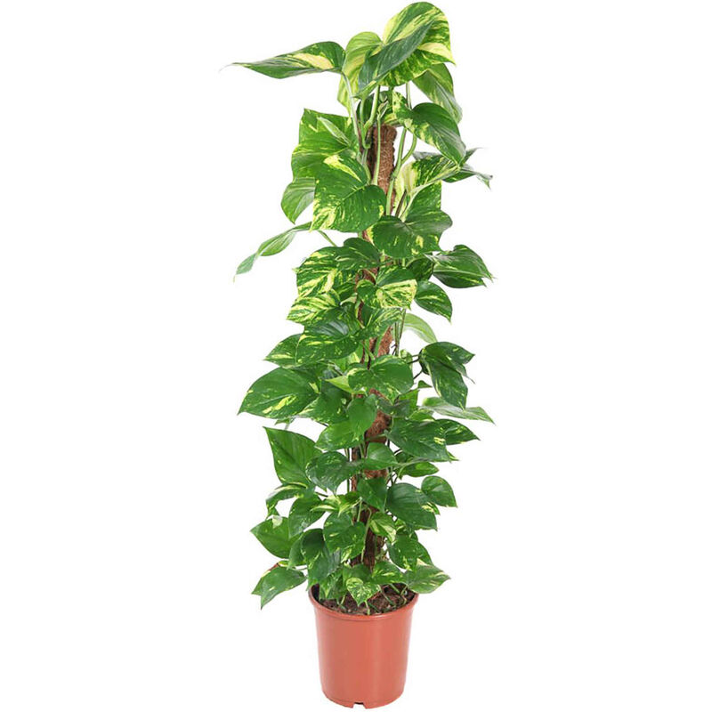 Planta Natural Epipremnum pinnatum 110-120cm V24 Bioma