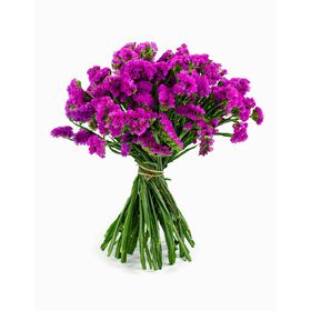 Molho de 12 Statices Rosa Intenso