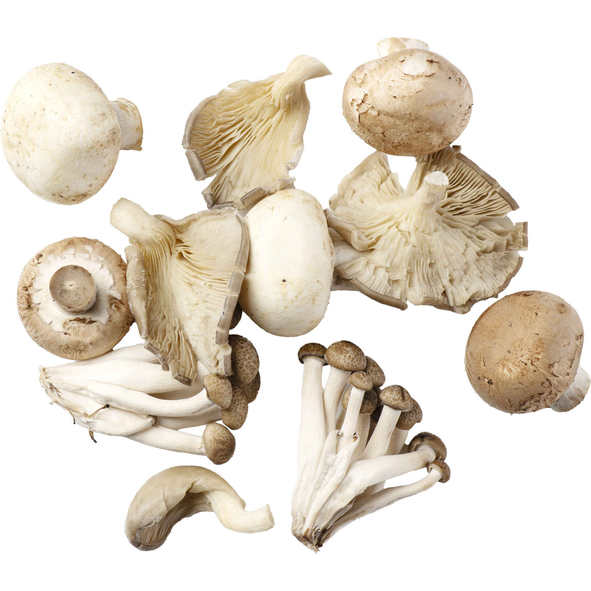 Mix Cogumelos Brancos, Marron, Shimeji e Pleurothus Frescos