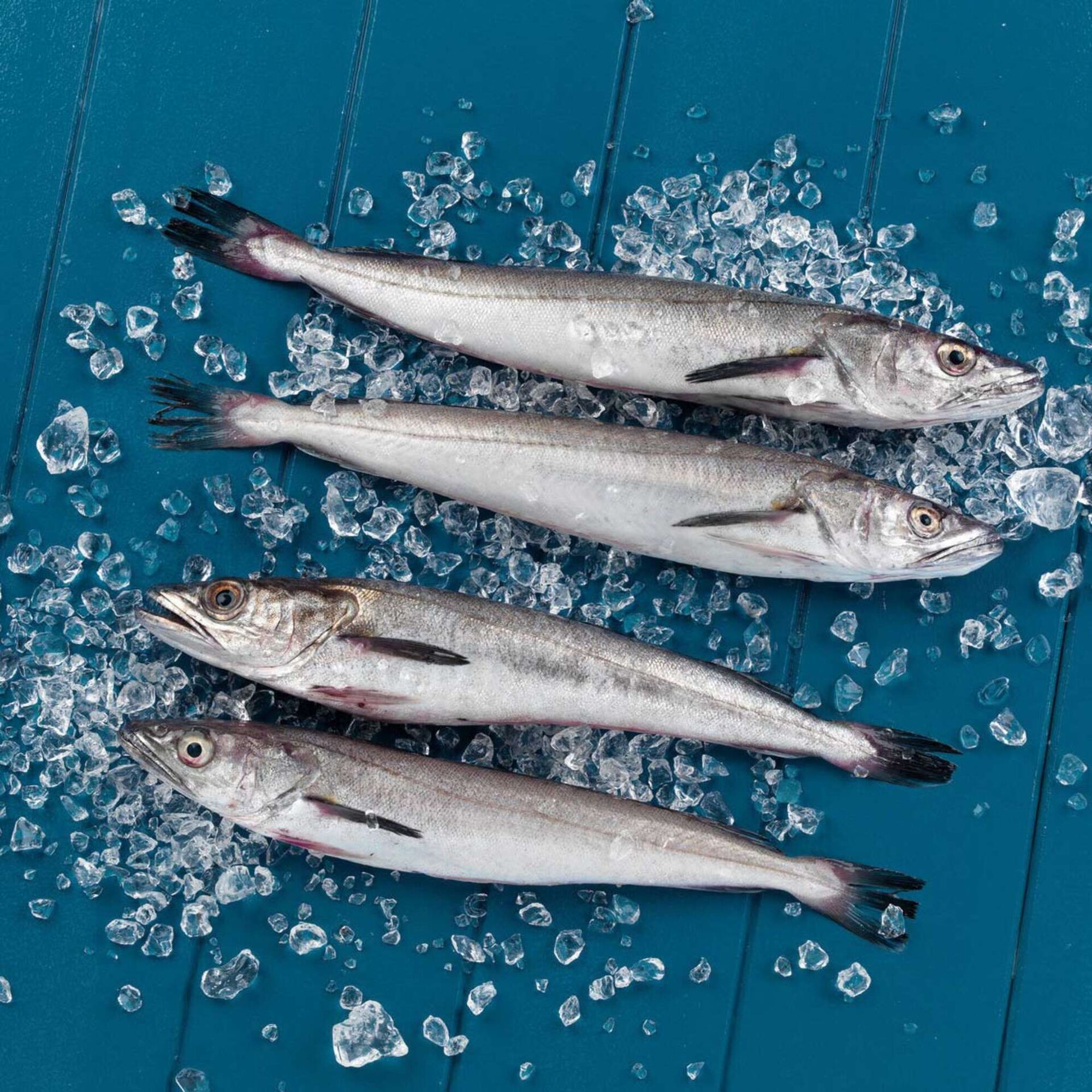 Pescada Pequena Fresca
