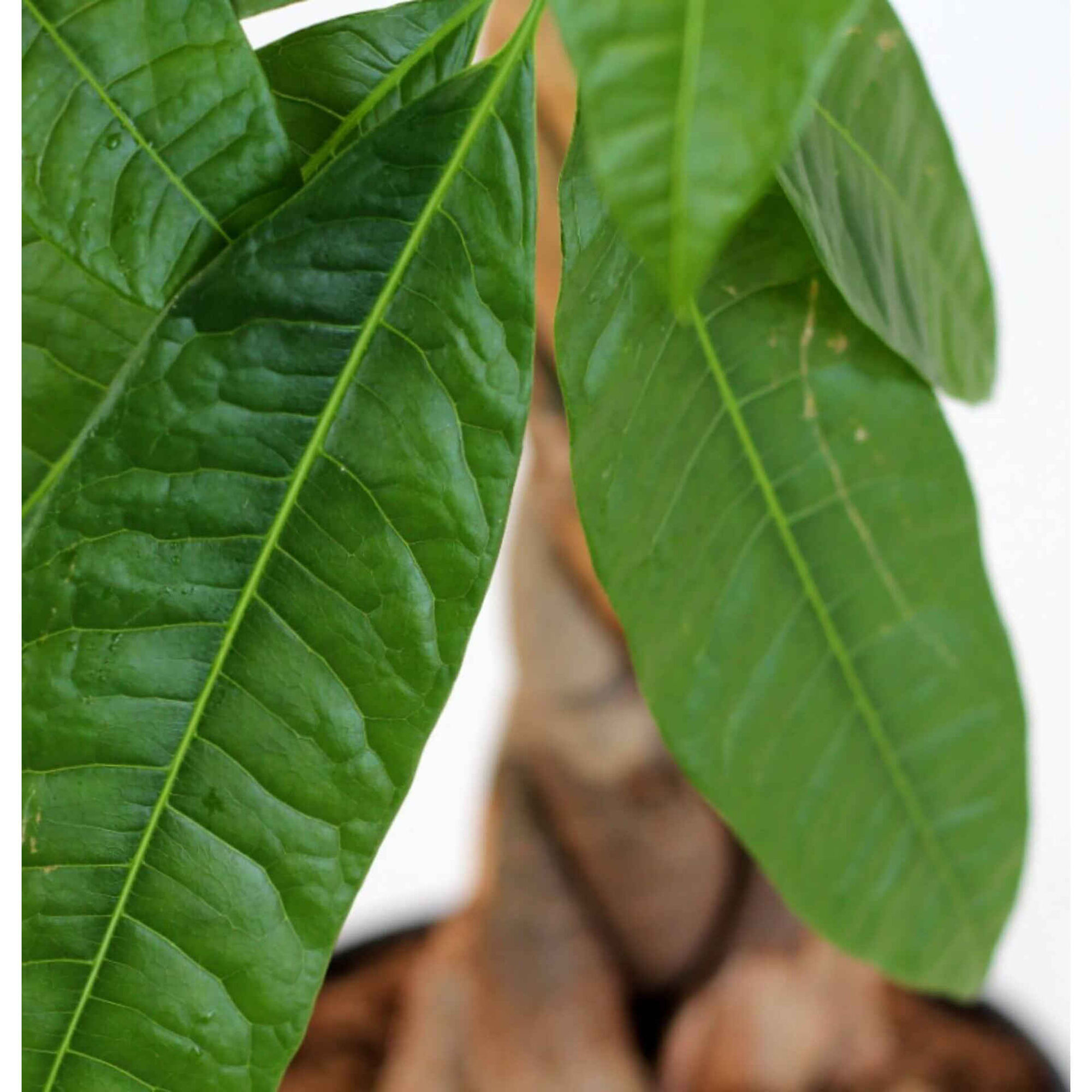 Planta Natural Pachira Aquatica 70-80cm V19